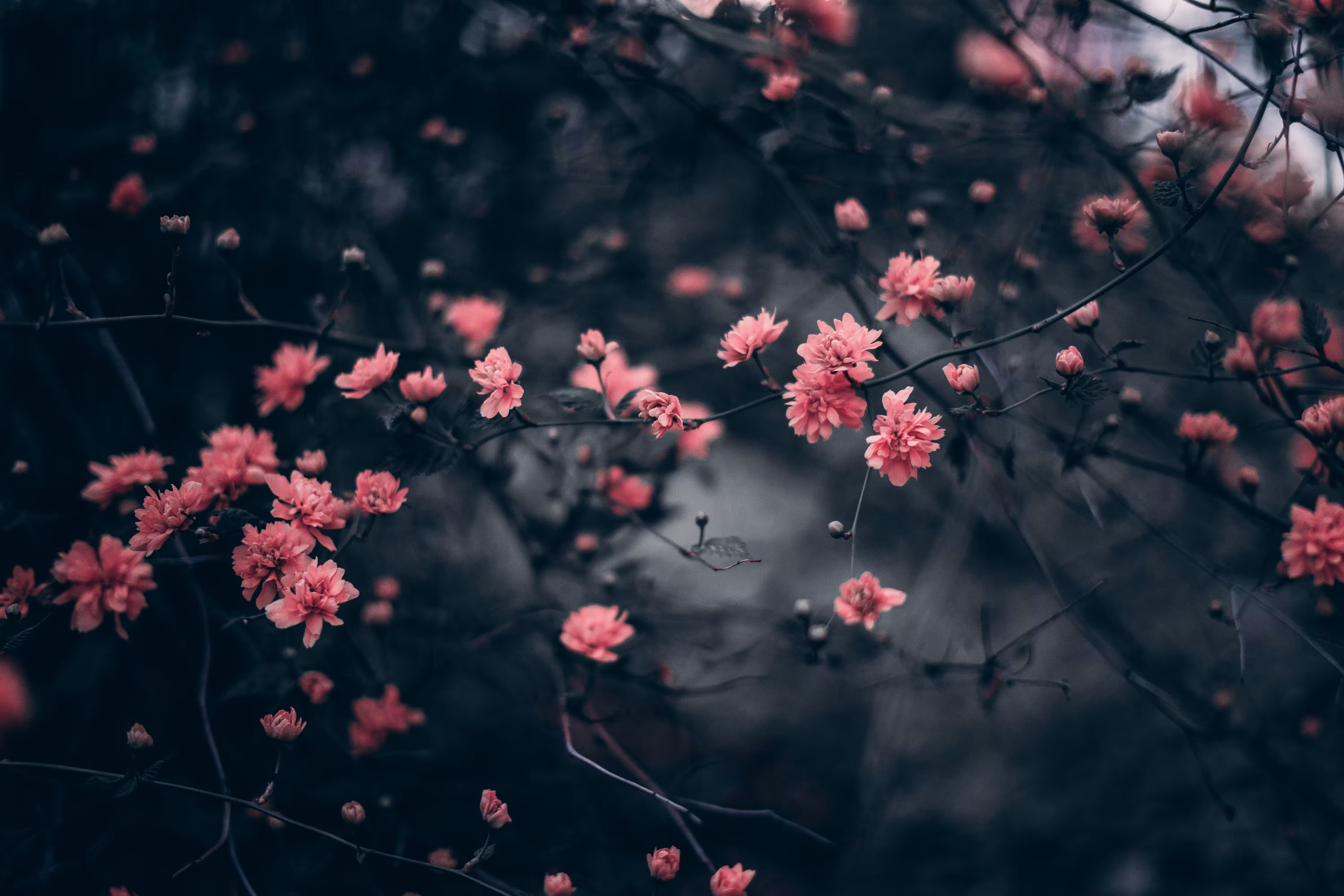 Dark Flowers