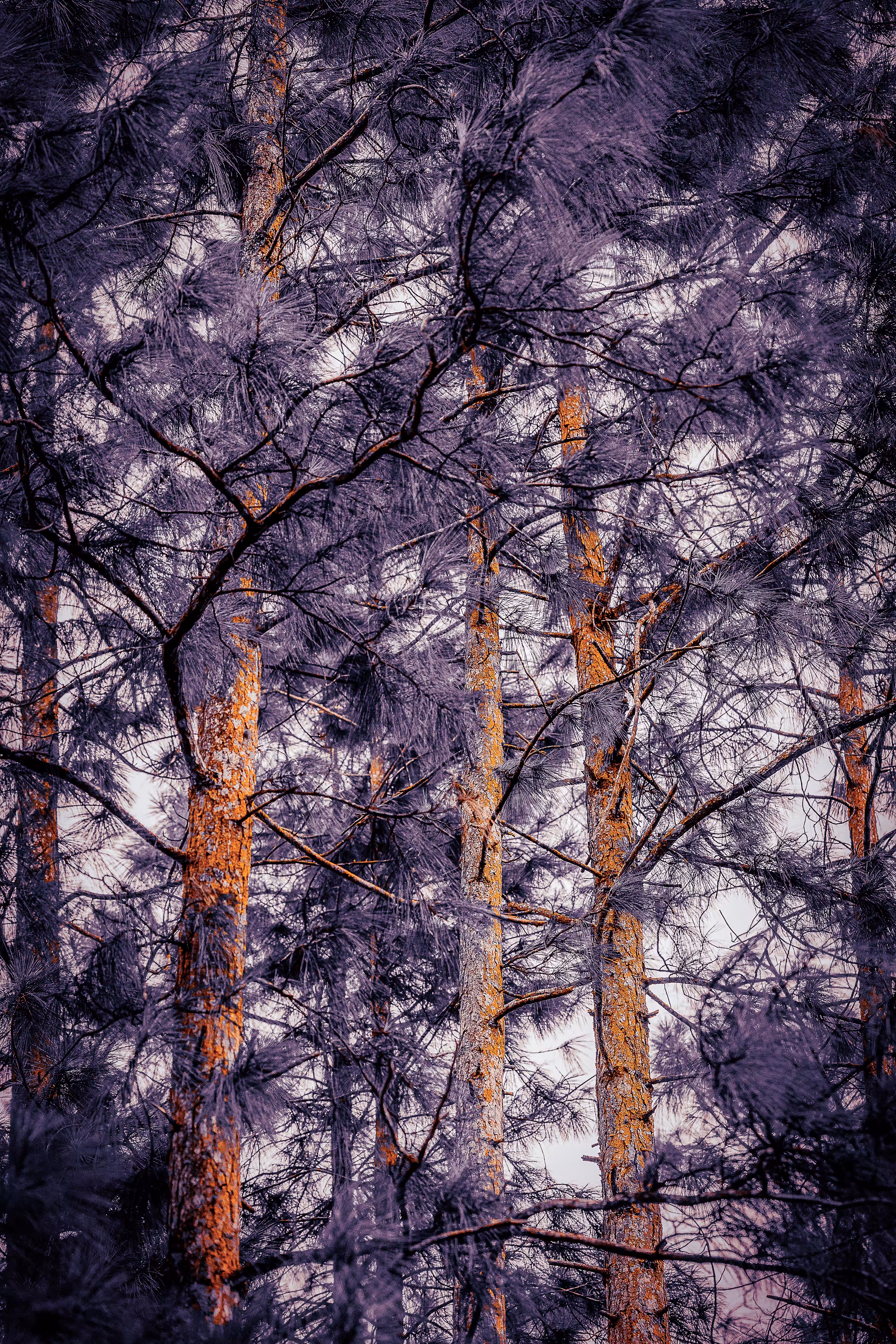 "Crow and the Golden Trees"
