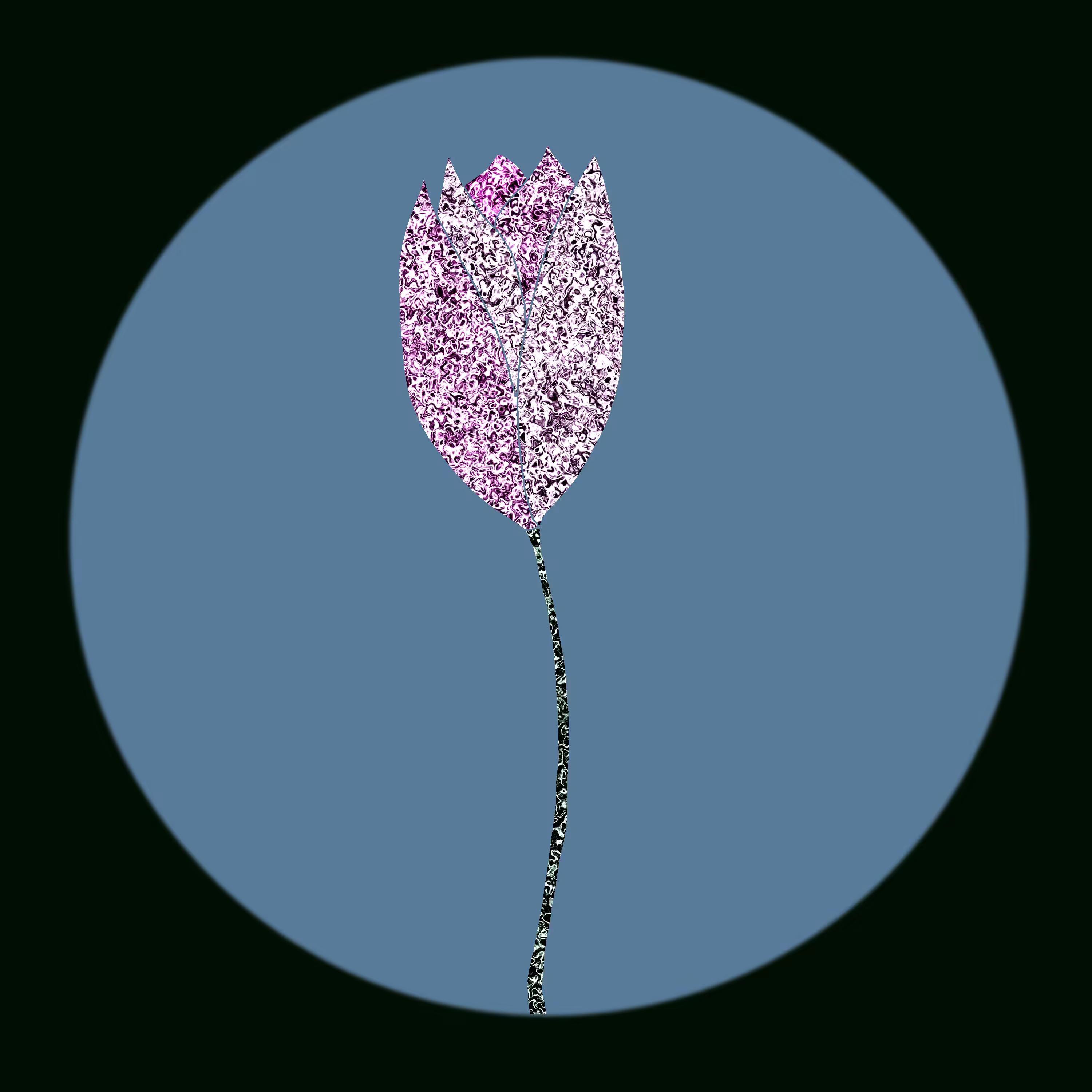 Tulip