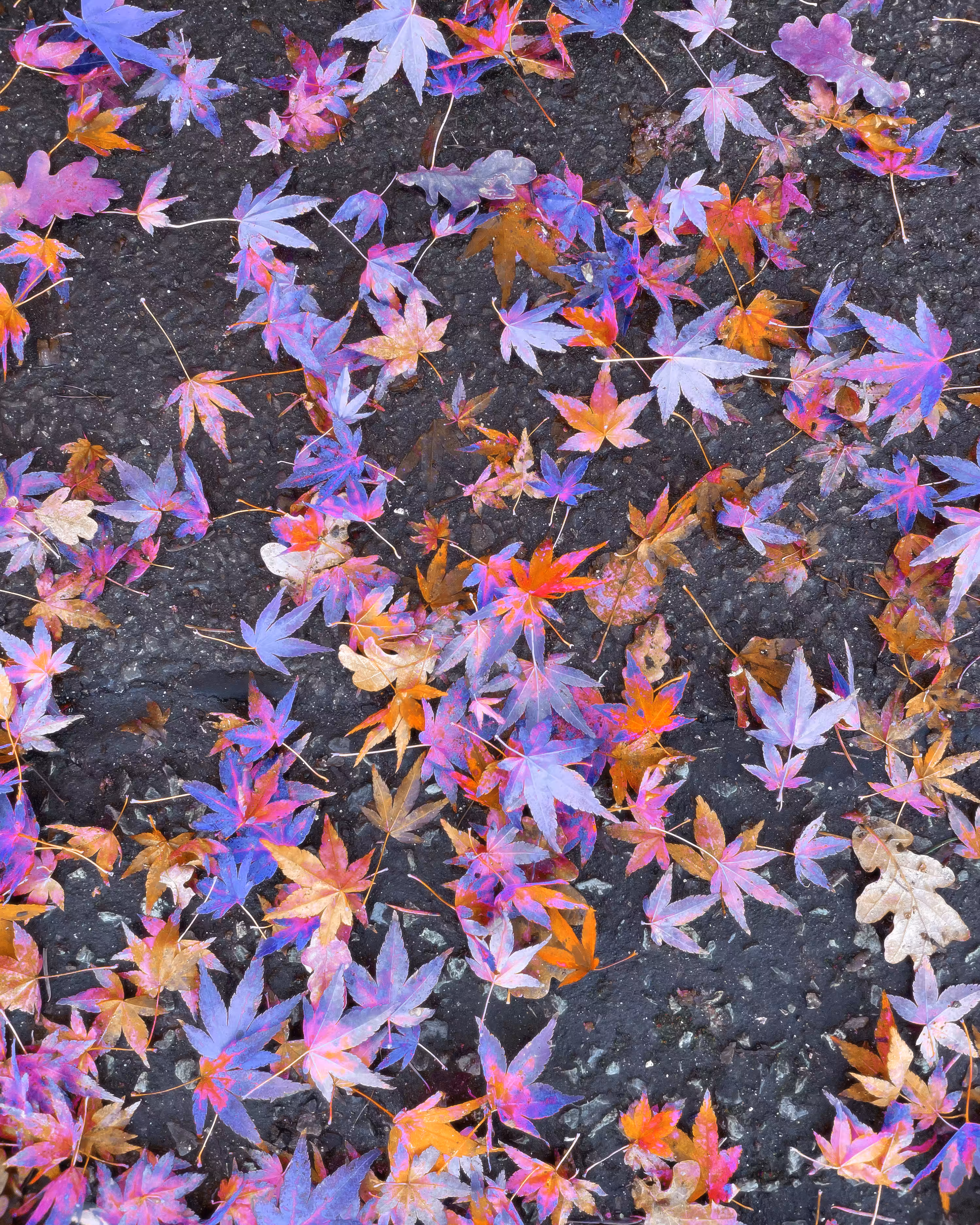 Fallen Stars