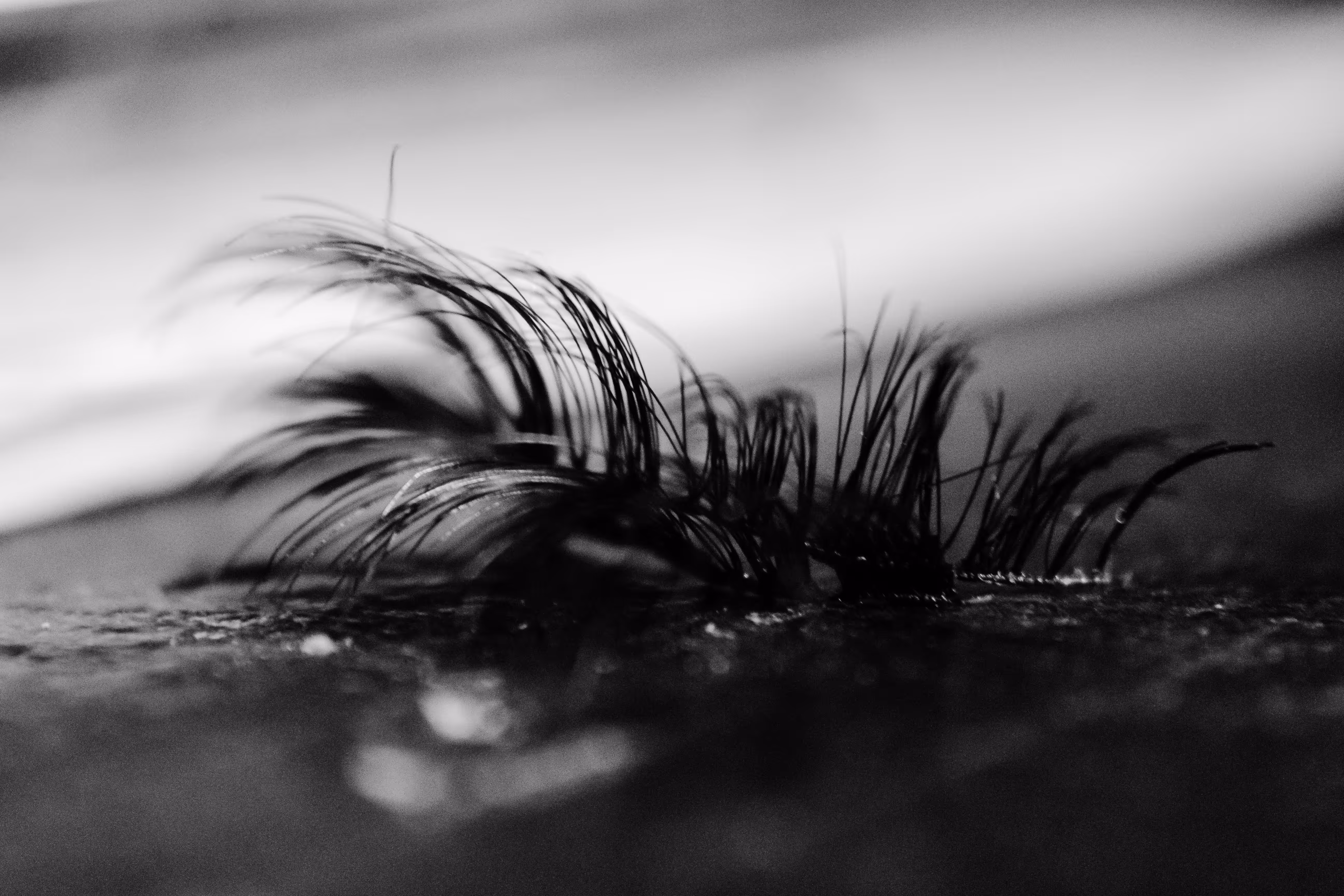 lashes