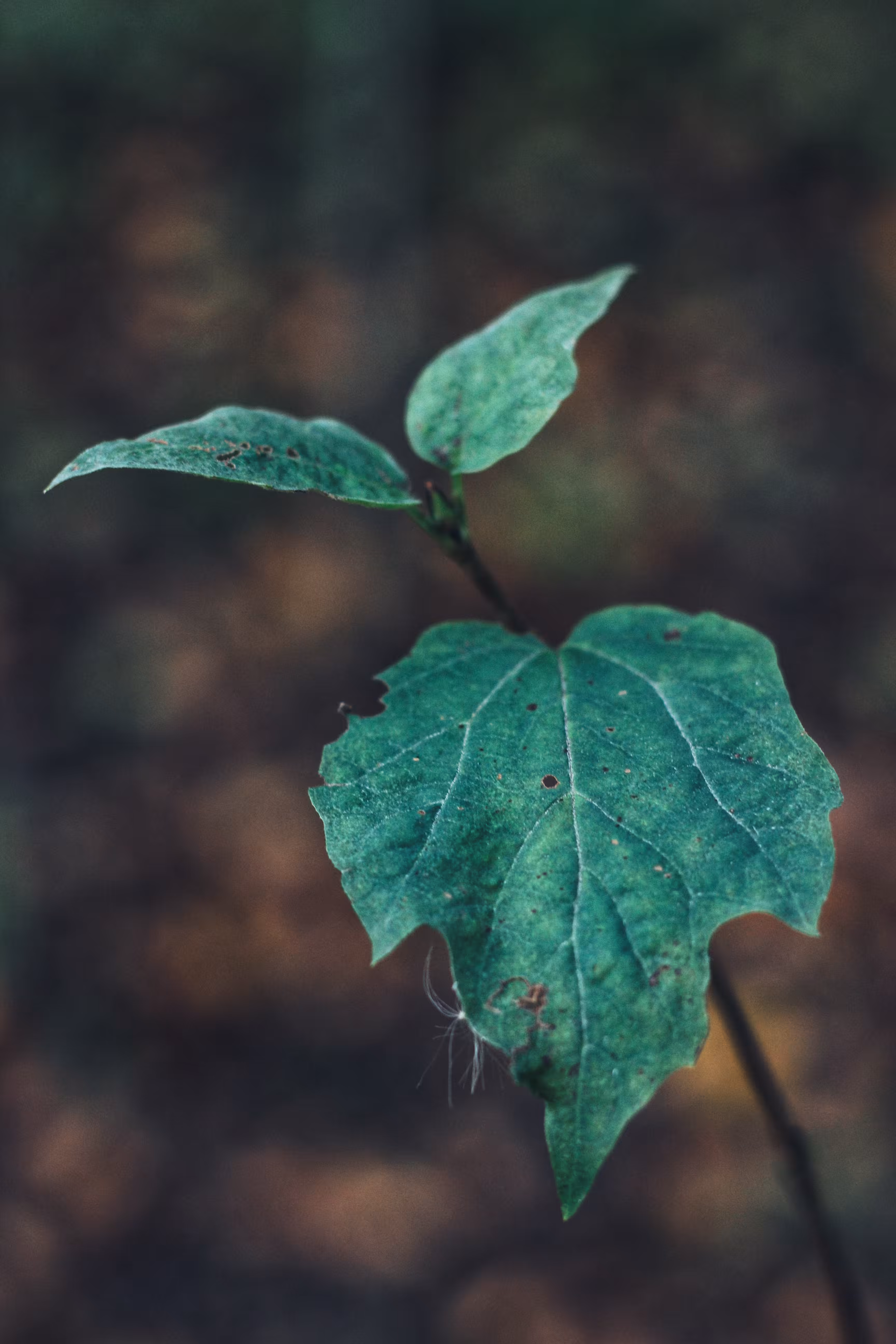 WEATHERED GROWTH