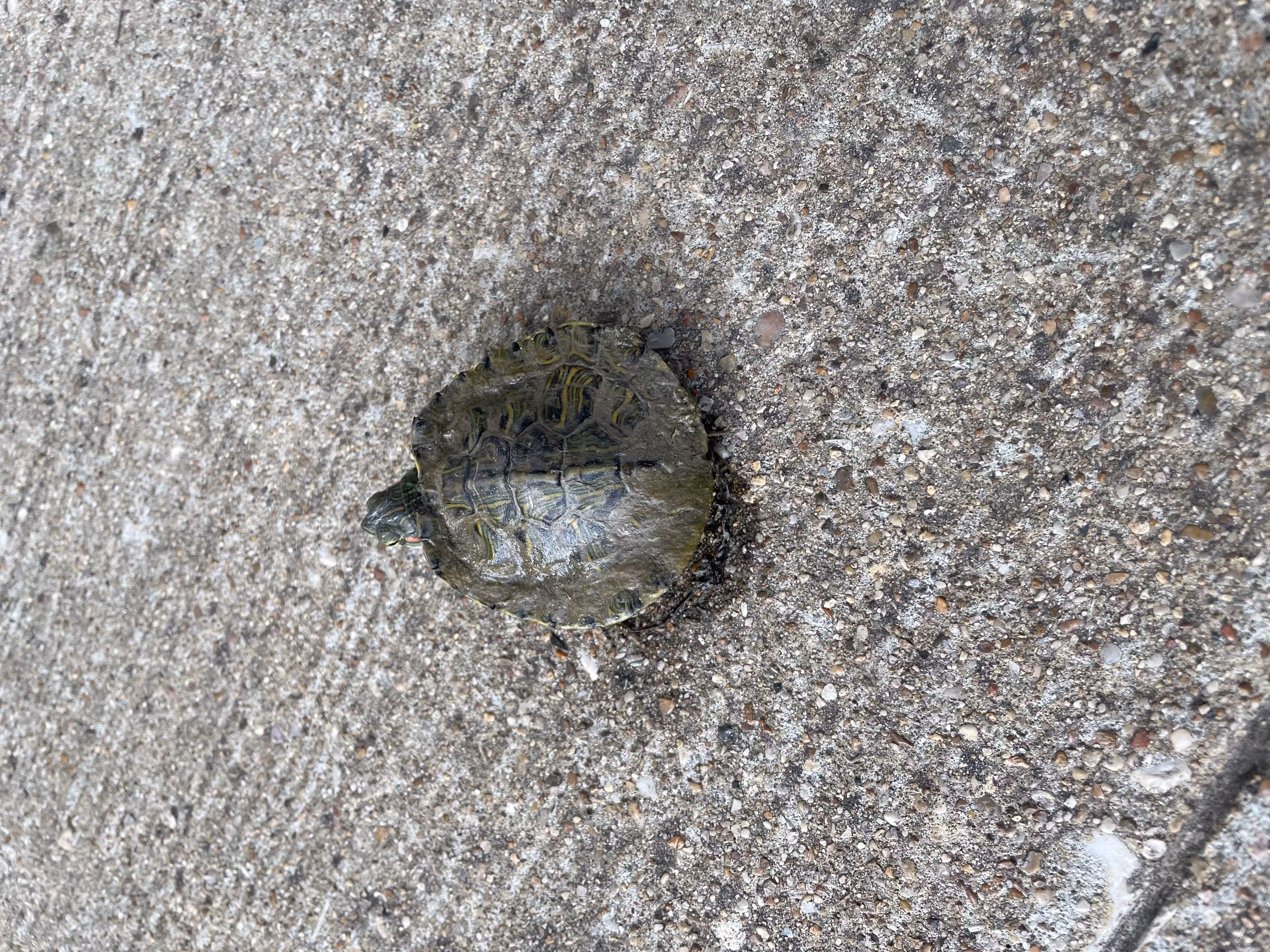 10,000 turtles 