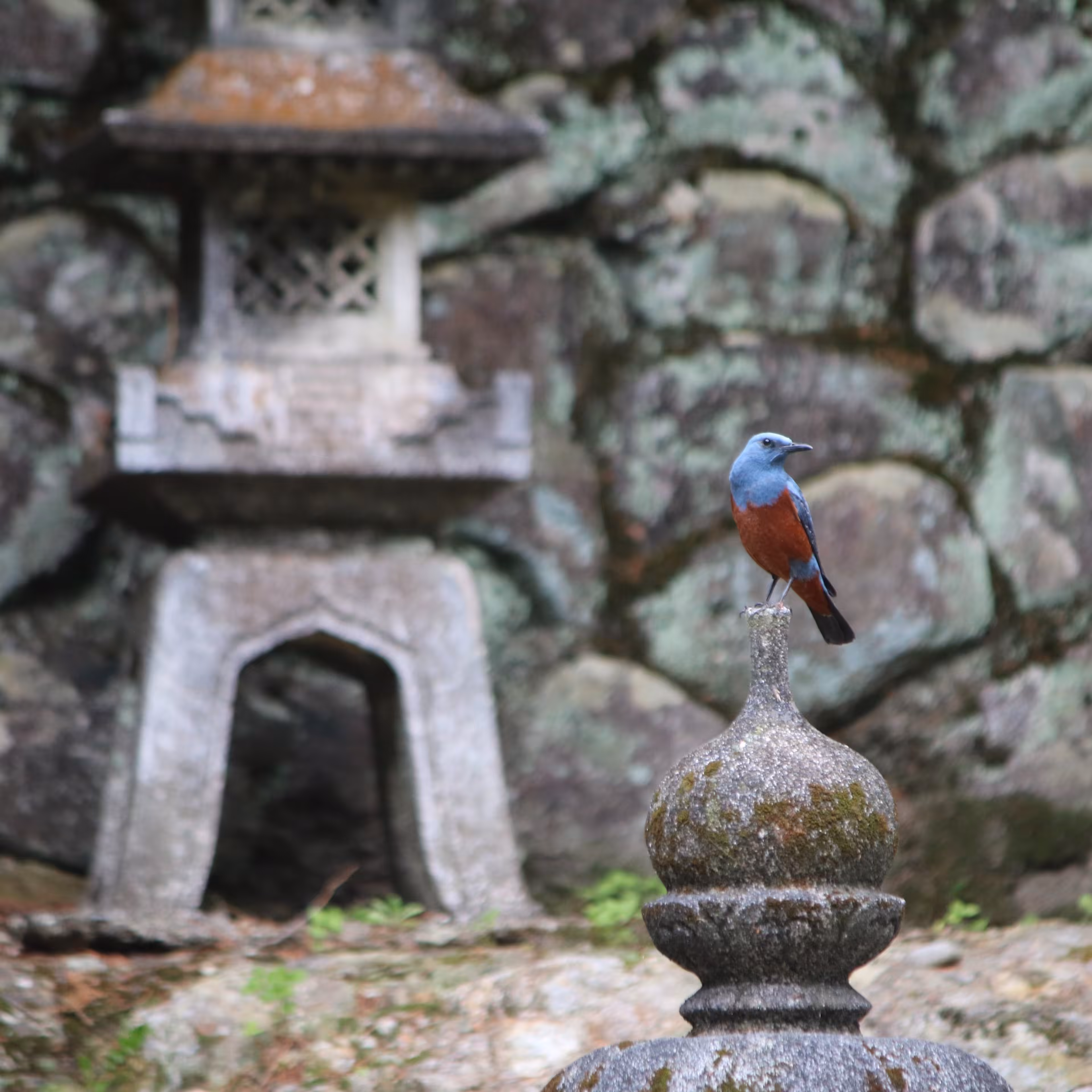 Fuyara and Bluebird of Happiness #1