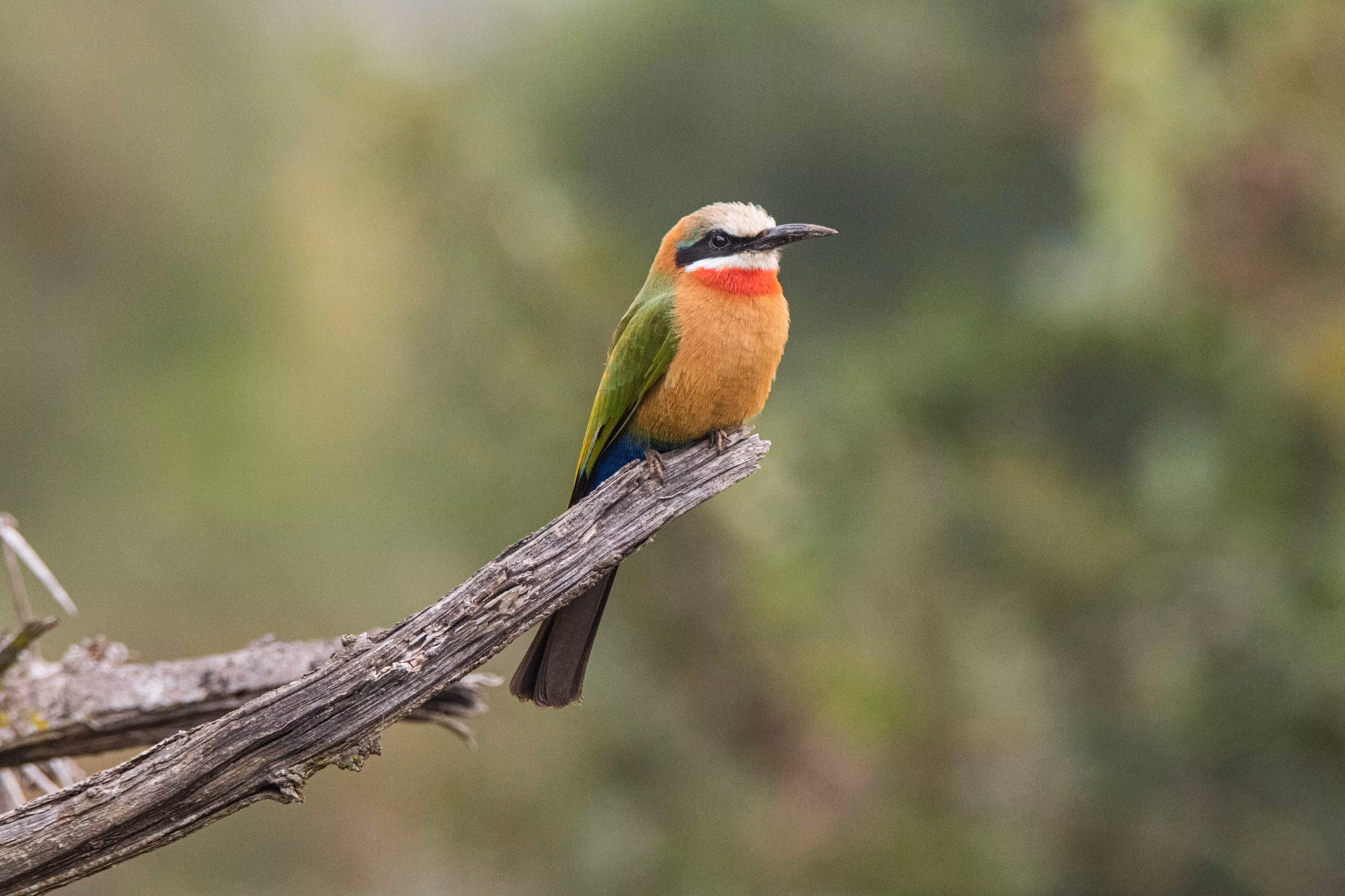 Wildlife in Africa: European Bee-eater 