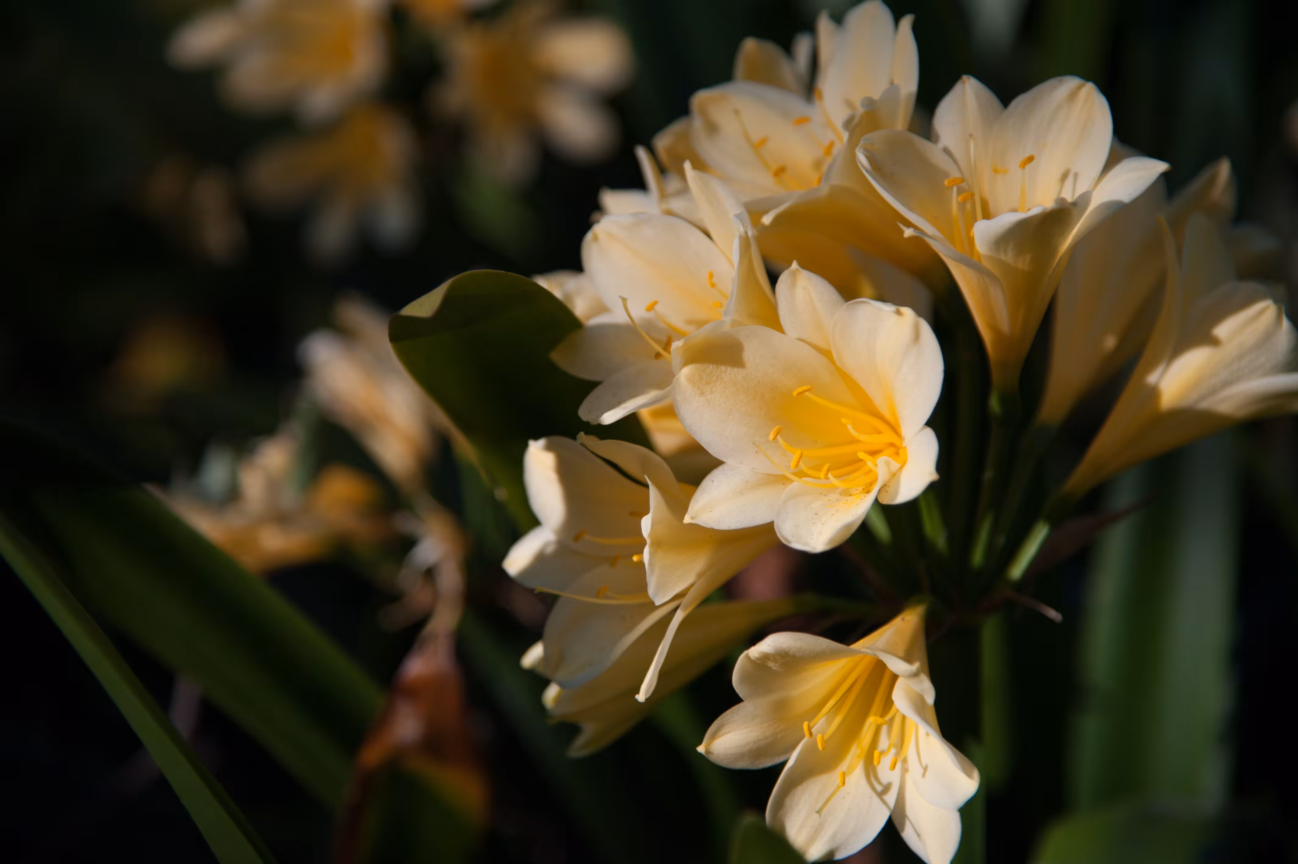 Day139- Bush Lily