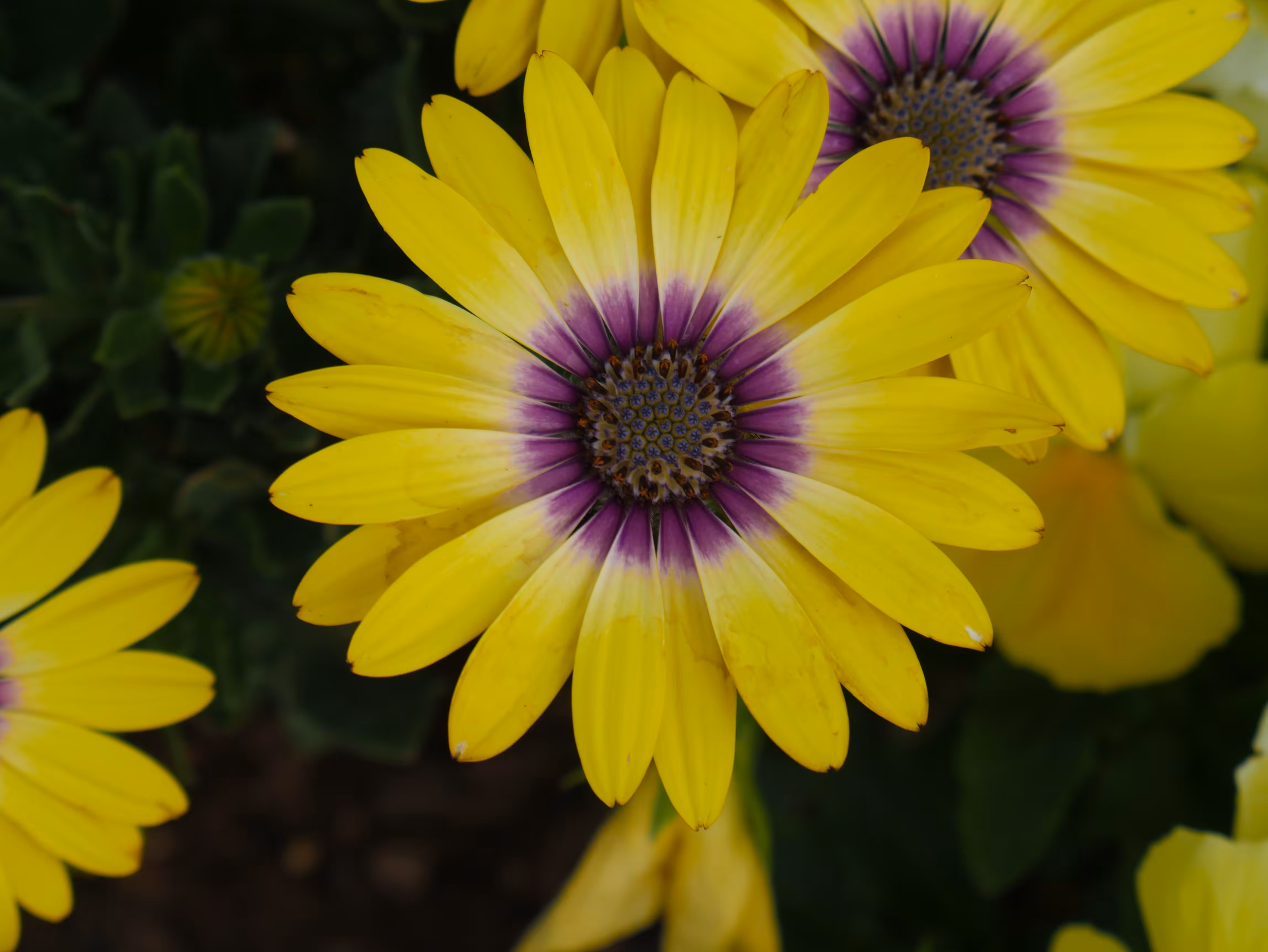 Yellow x Yellow