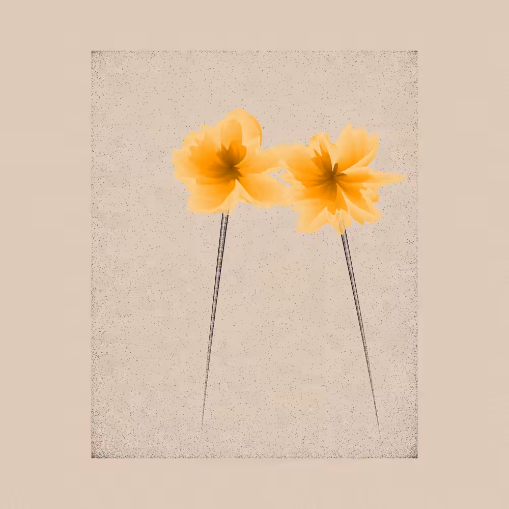 Magnolia #104