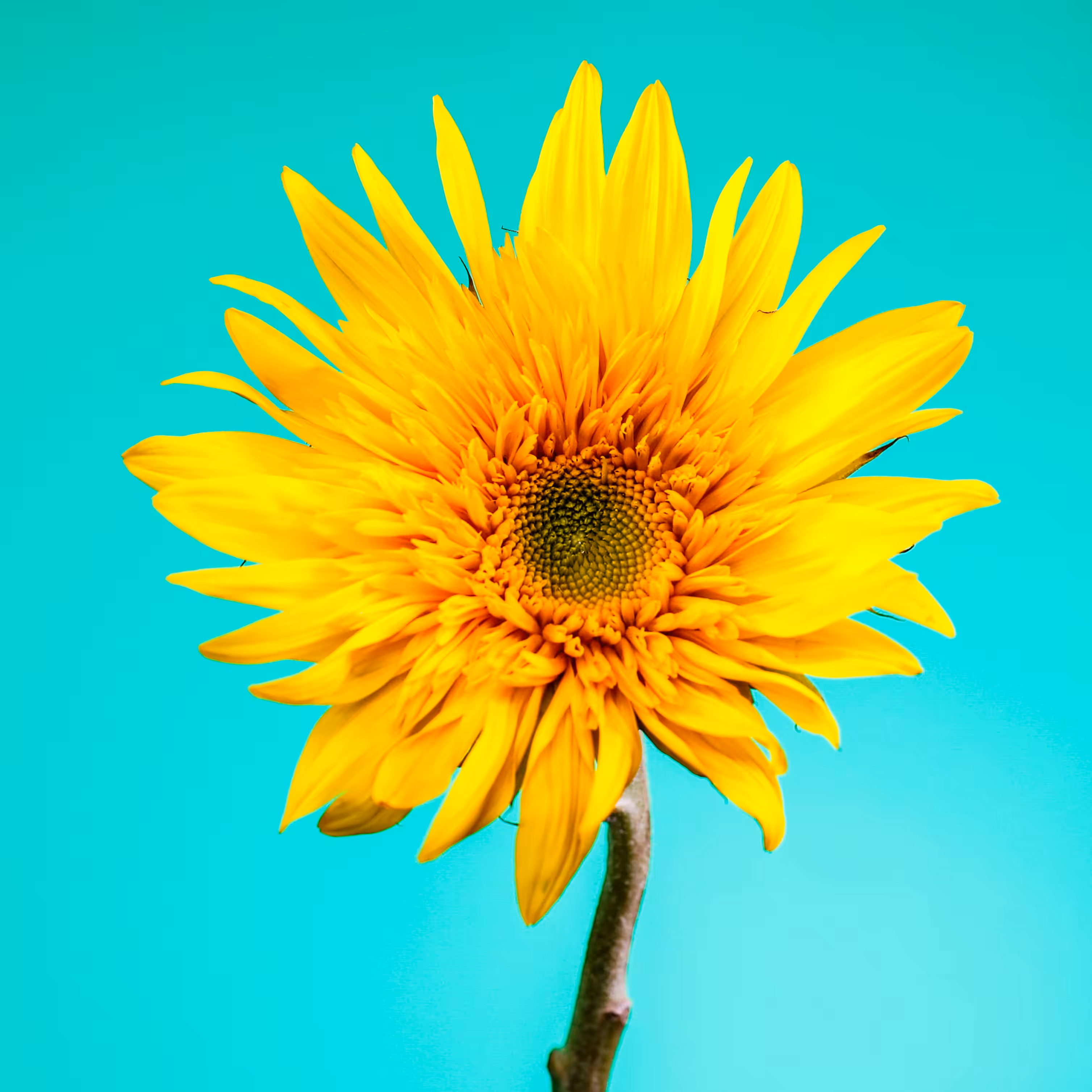 Flower #29