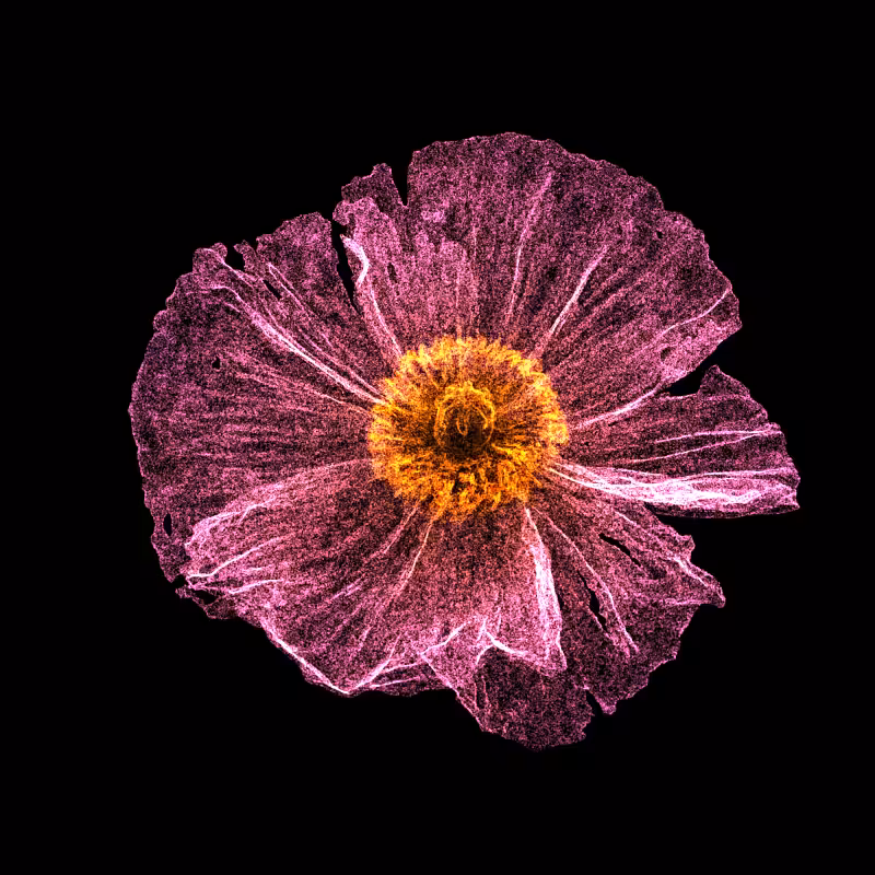 White Poppy 30 #93