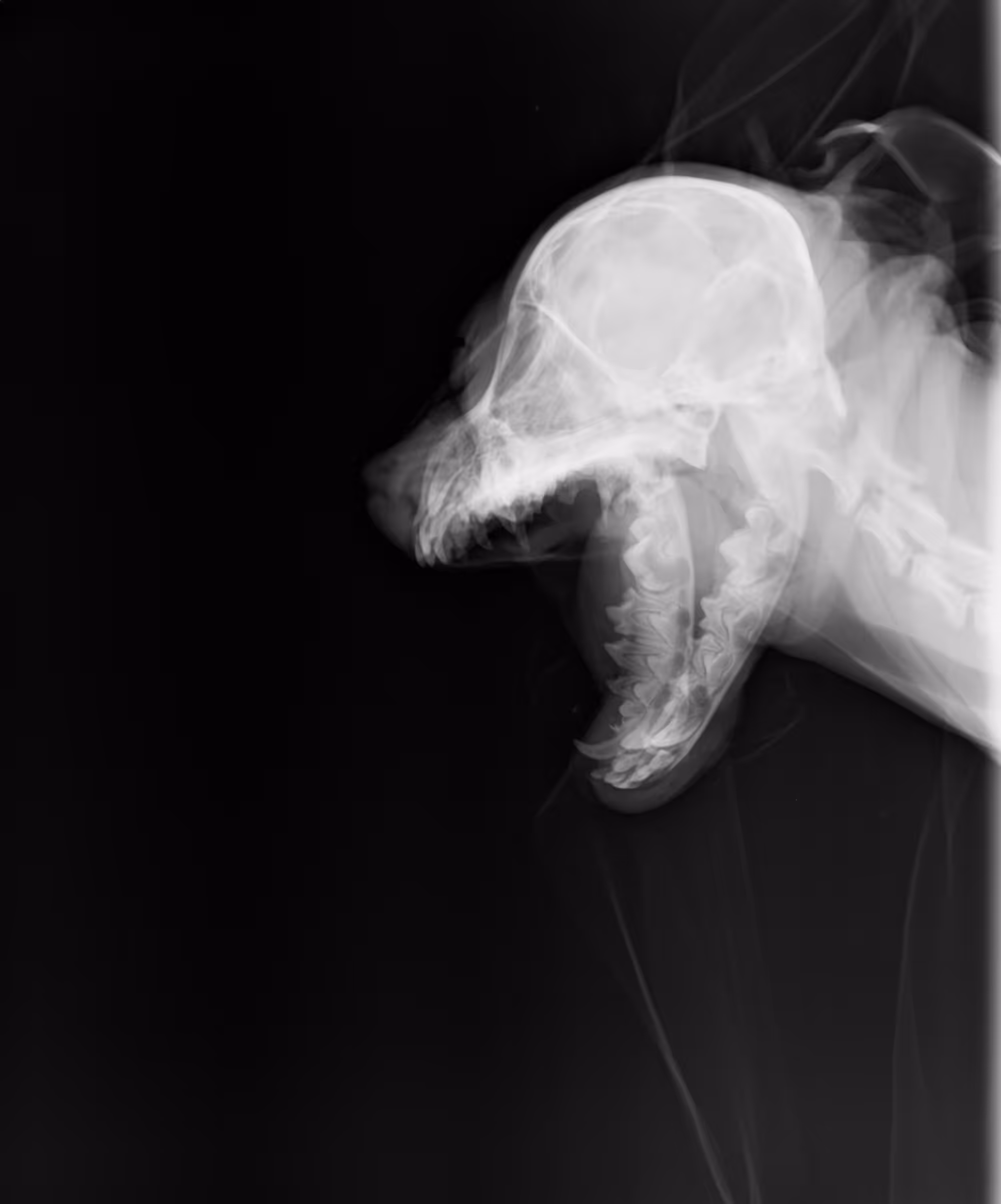 X-ray 01