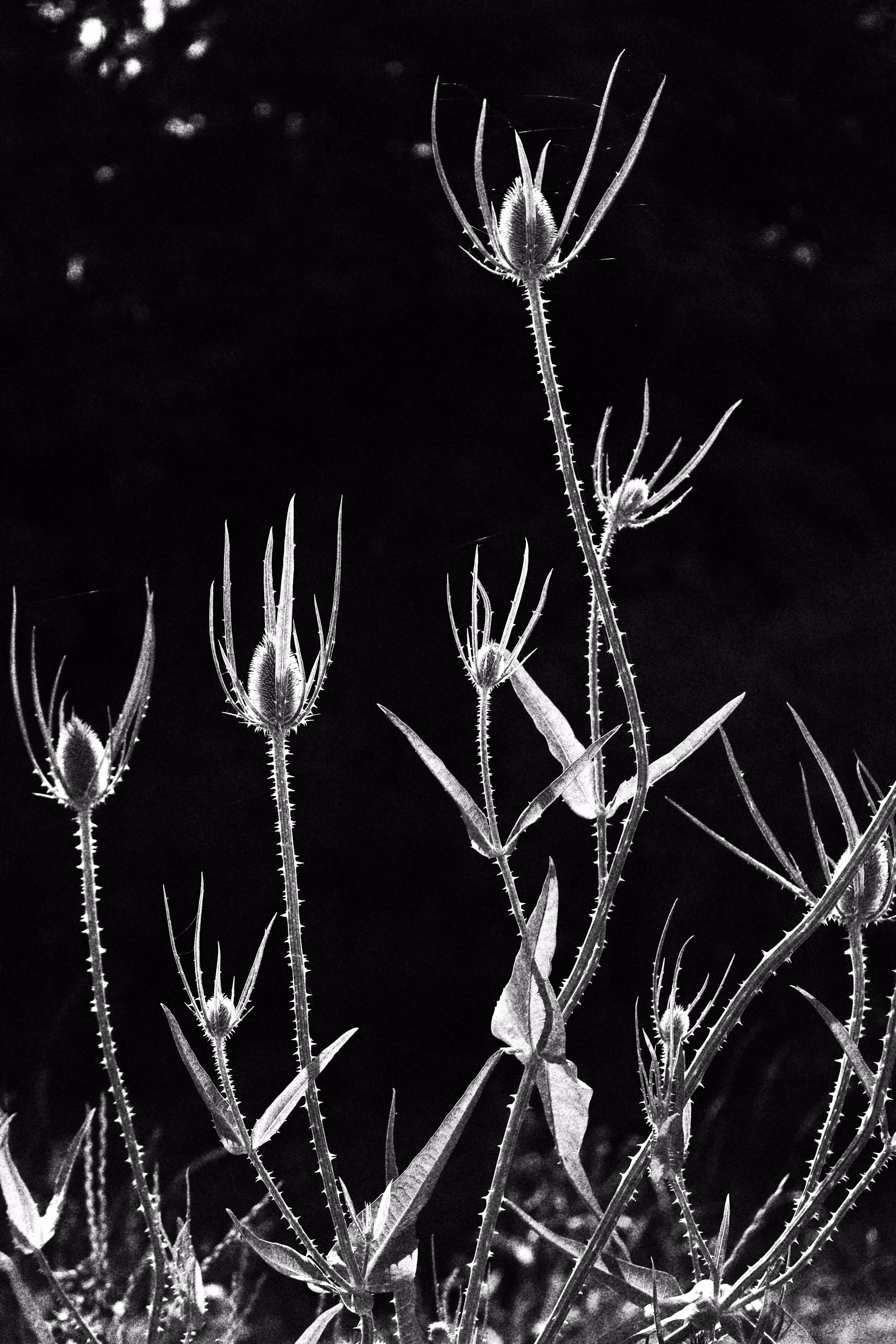Regnum: Plantae #1