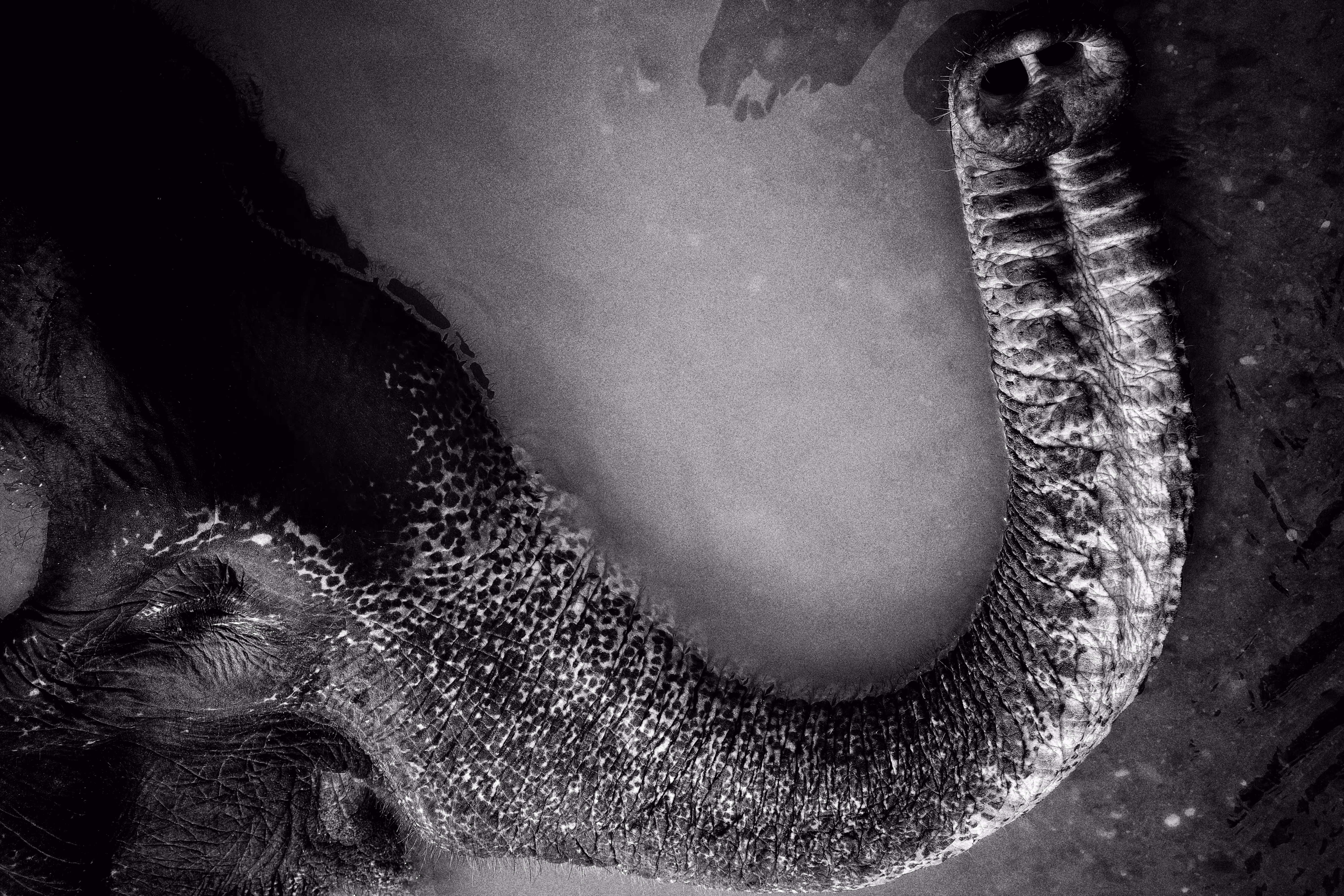 The Elephantscape #2