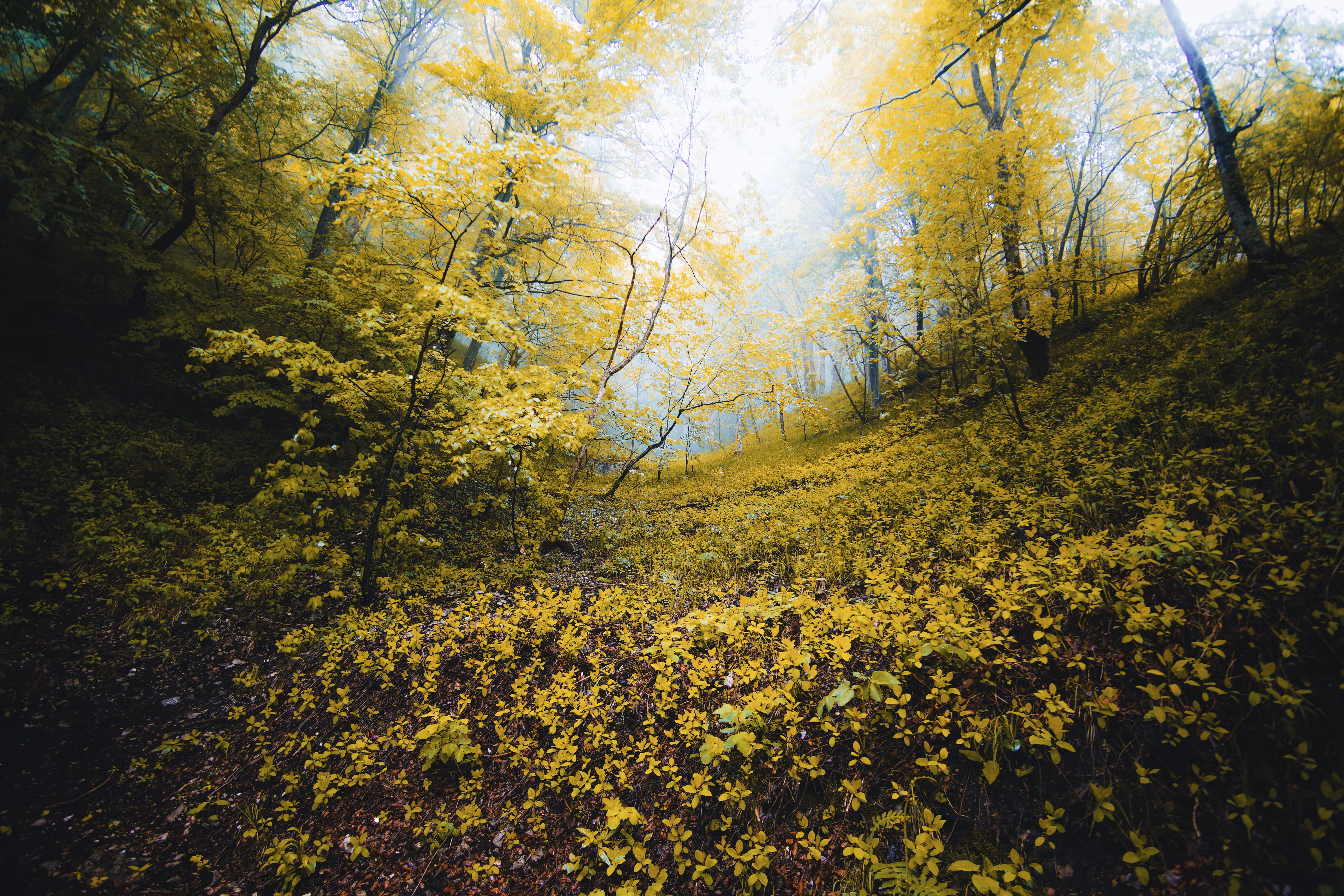 Valley of Vibrance