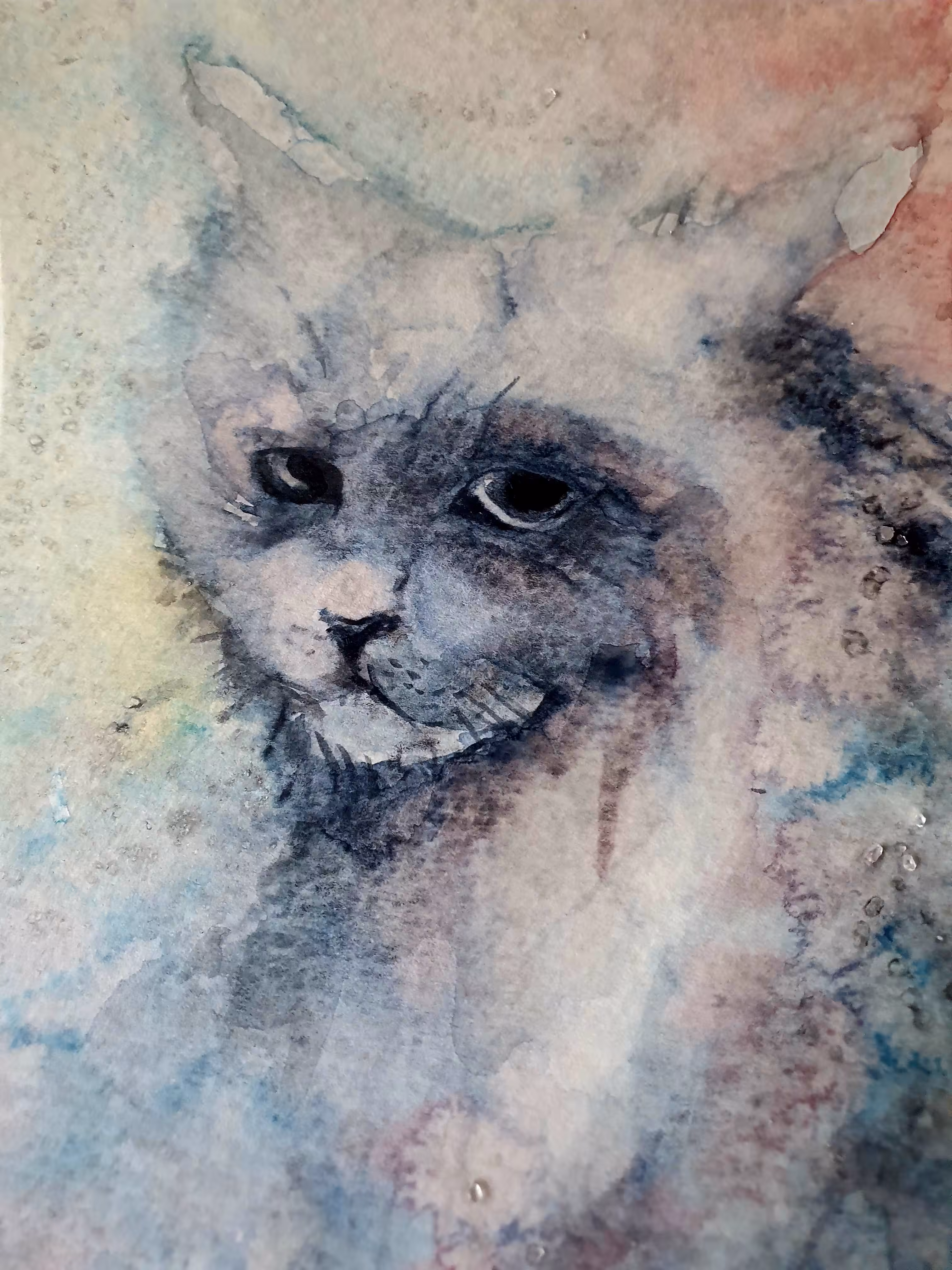 Raccoon