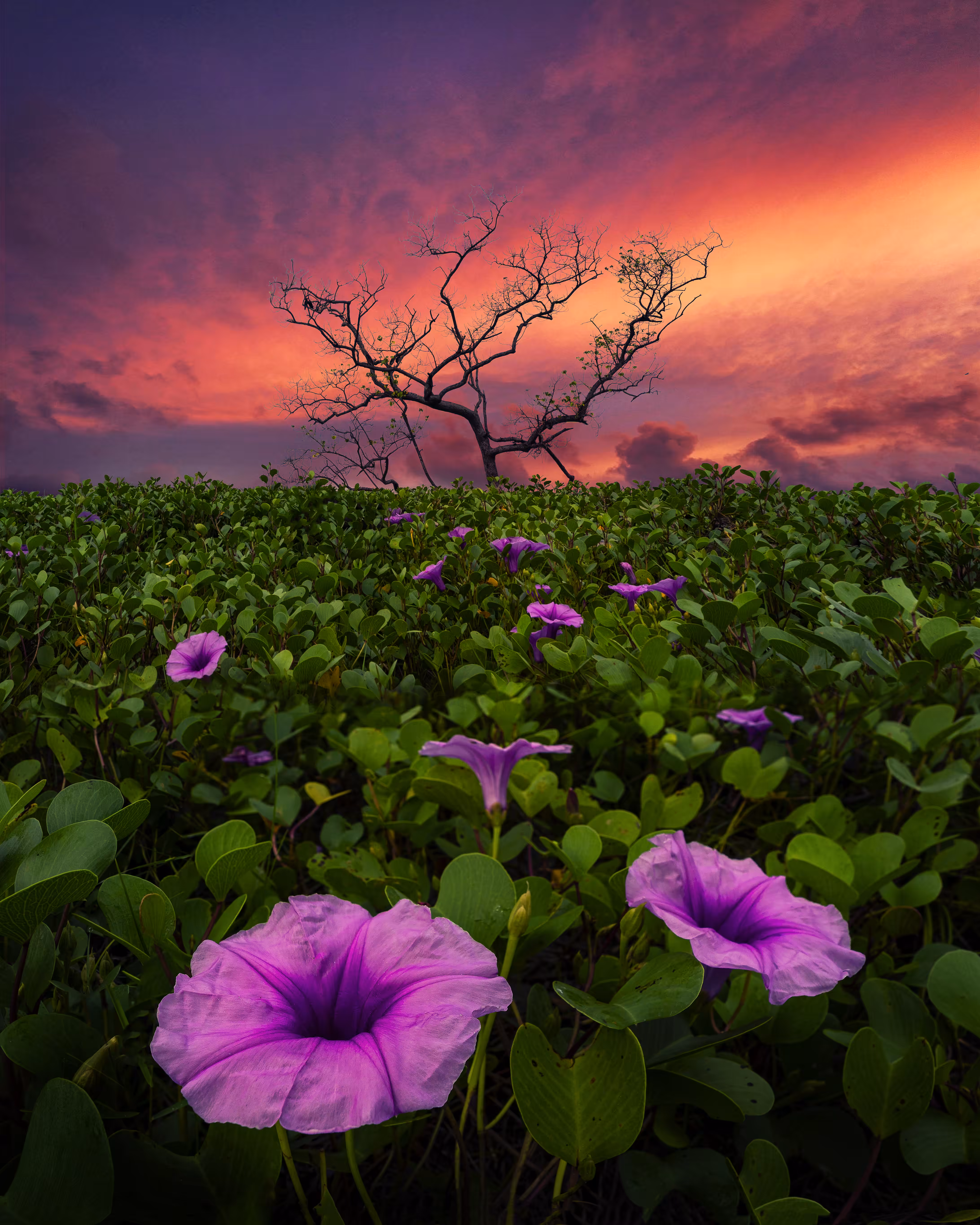 A flower-filled morning