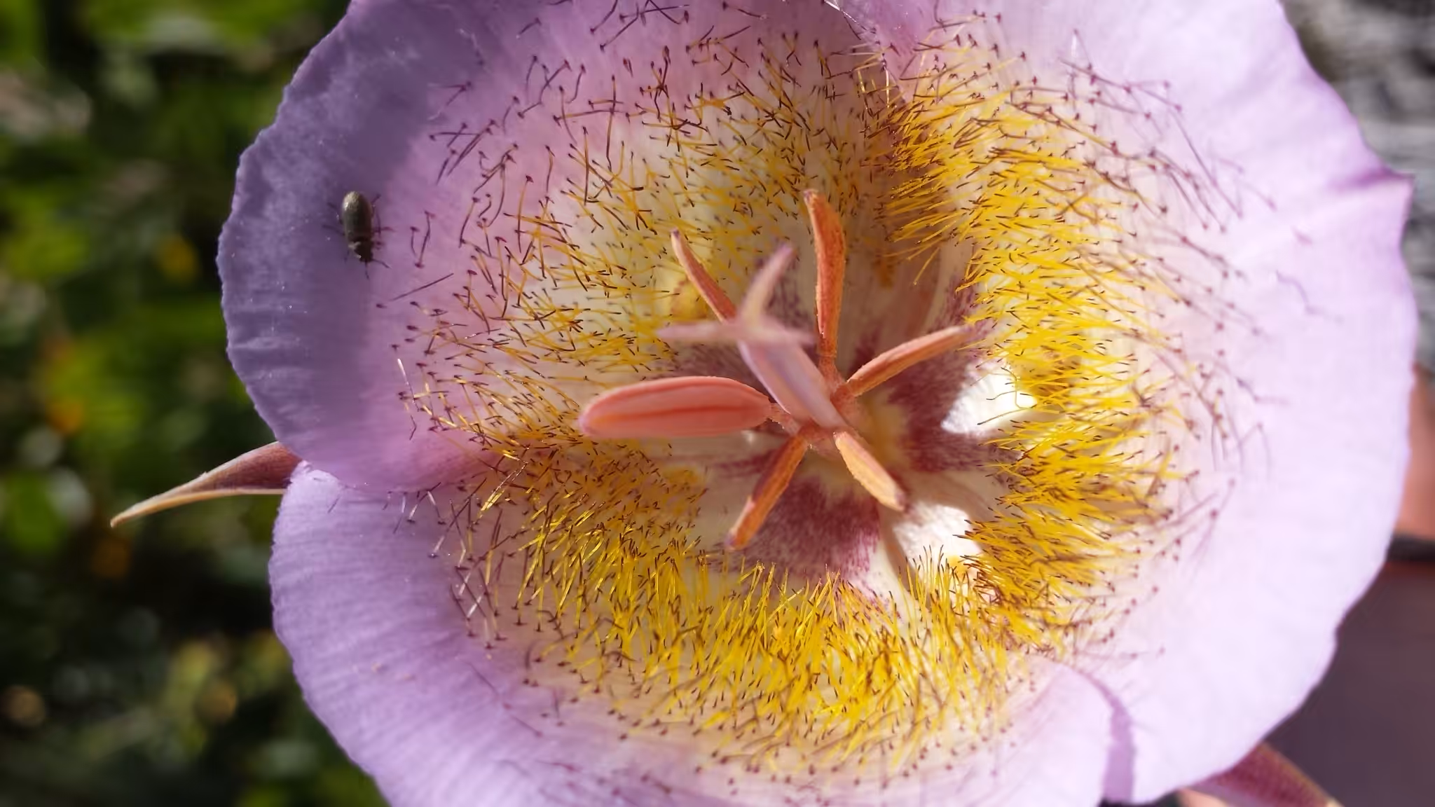 desert mountain flower