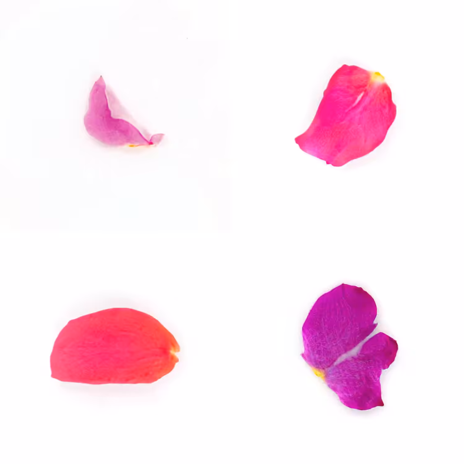 Infinite Petals 2x2#3244