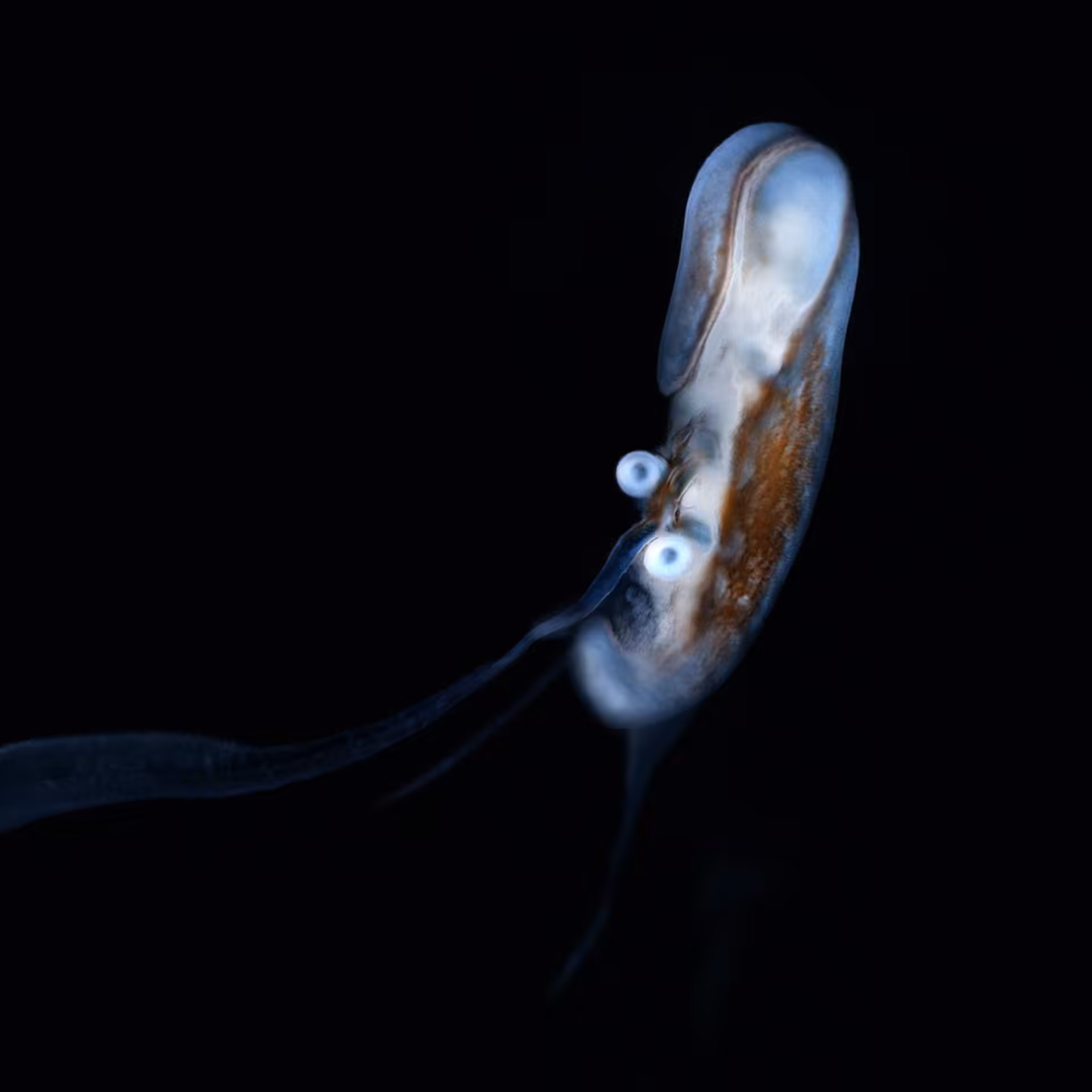 Sperma 51