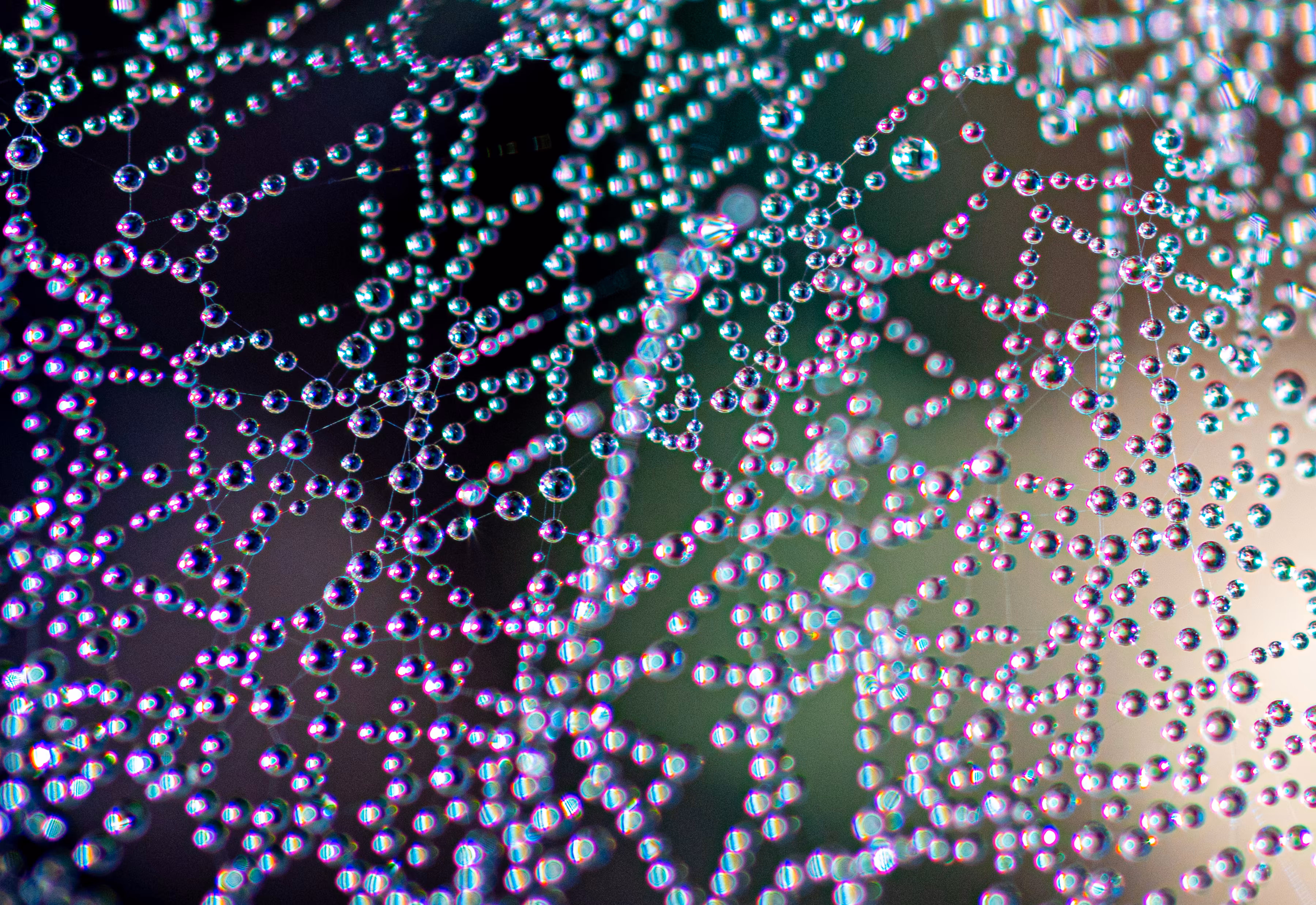 Webs Beneath your Feet