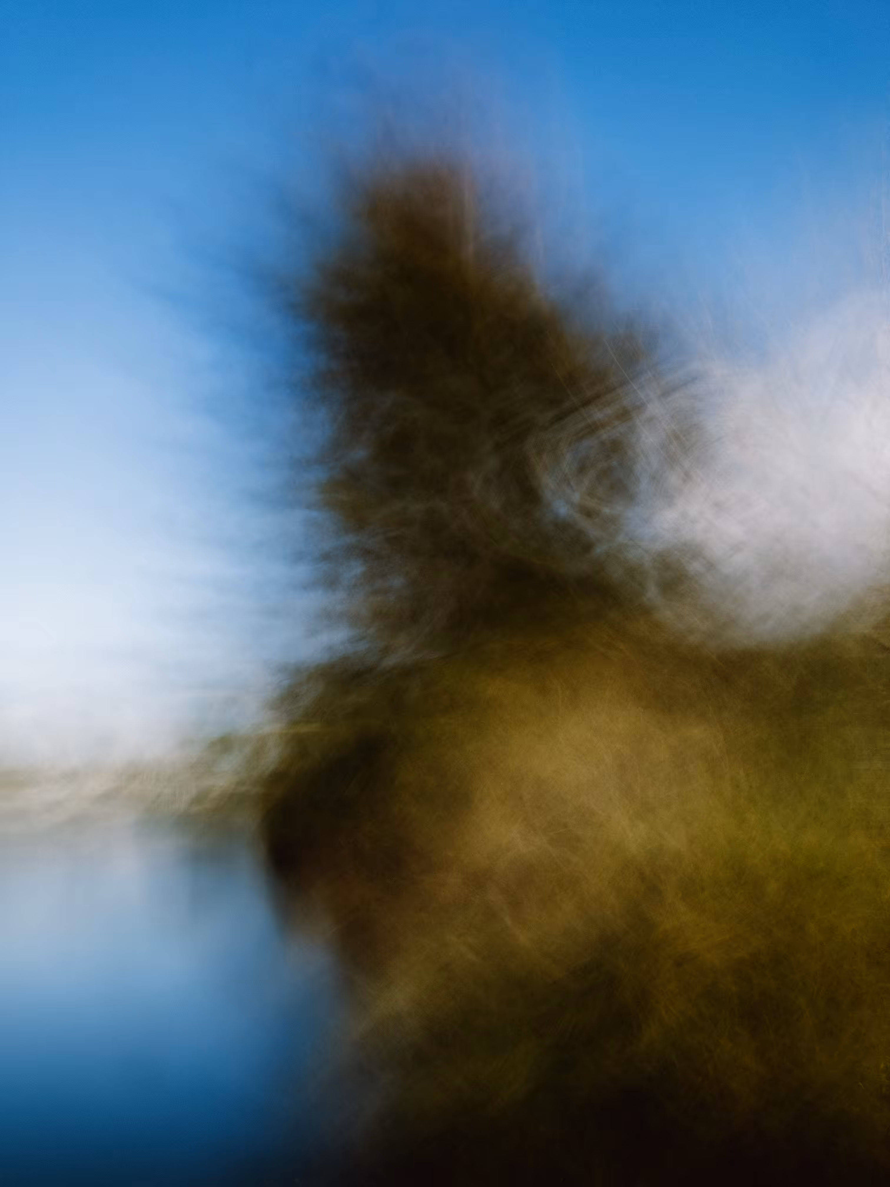 Tree Over Water