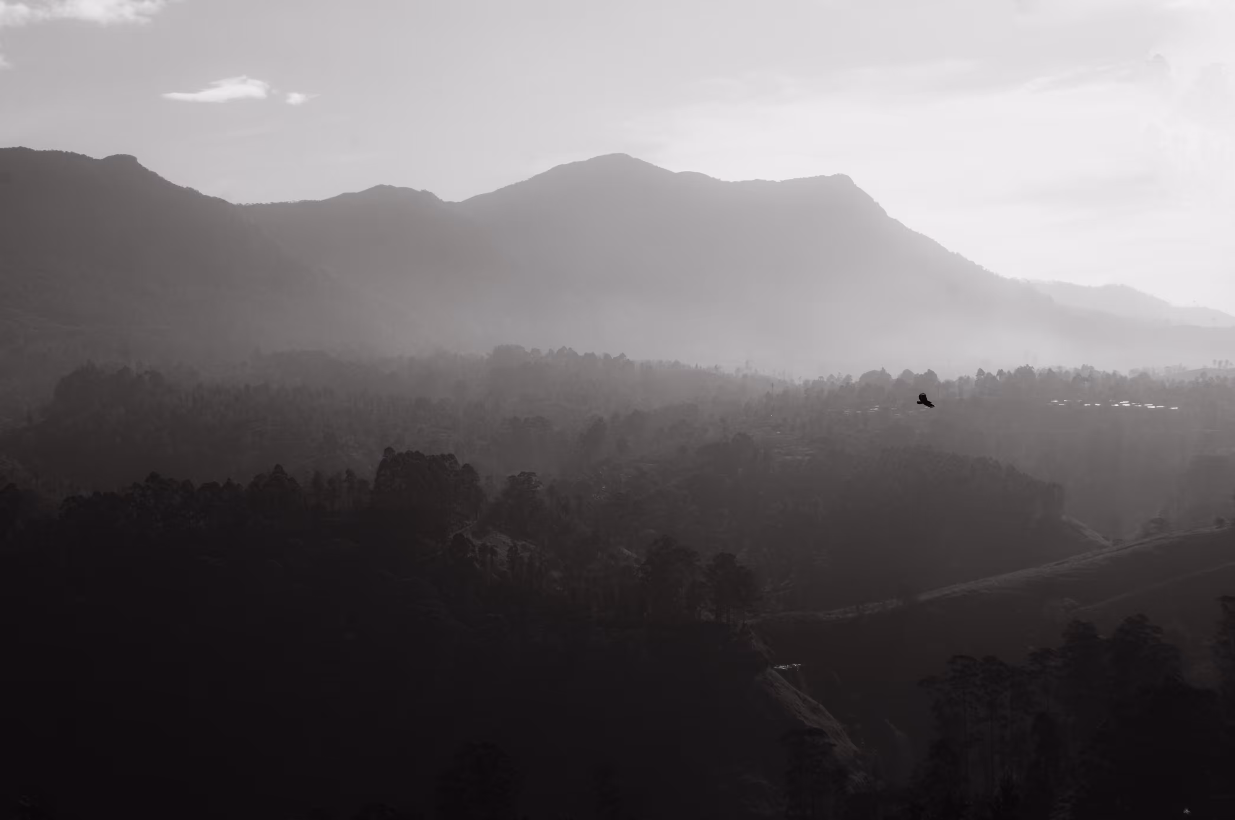 Fog Serene 