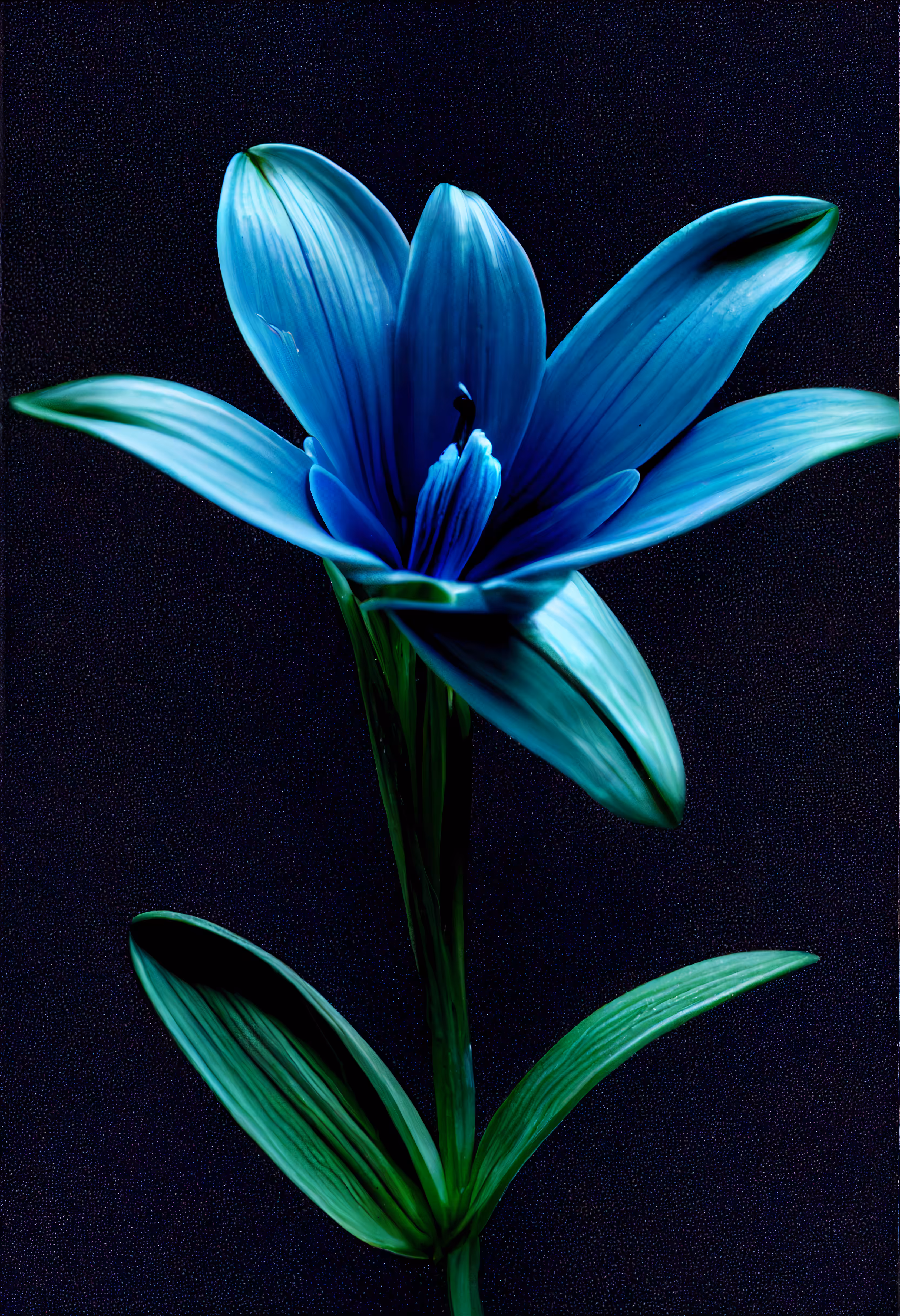 A Flower, Just For You. #223