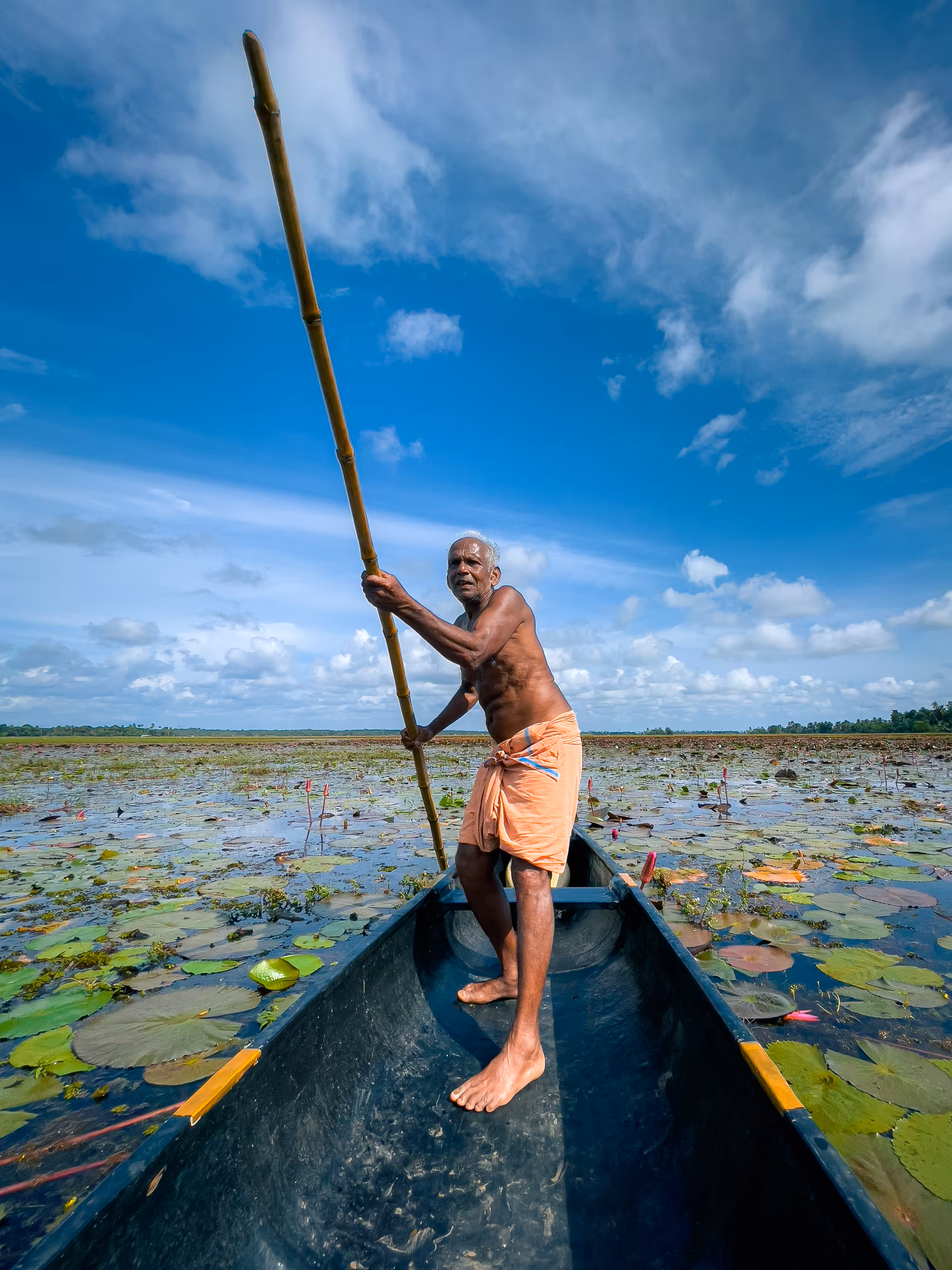 Water Lily Oarsman