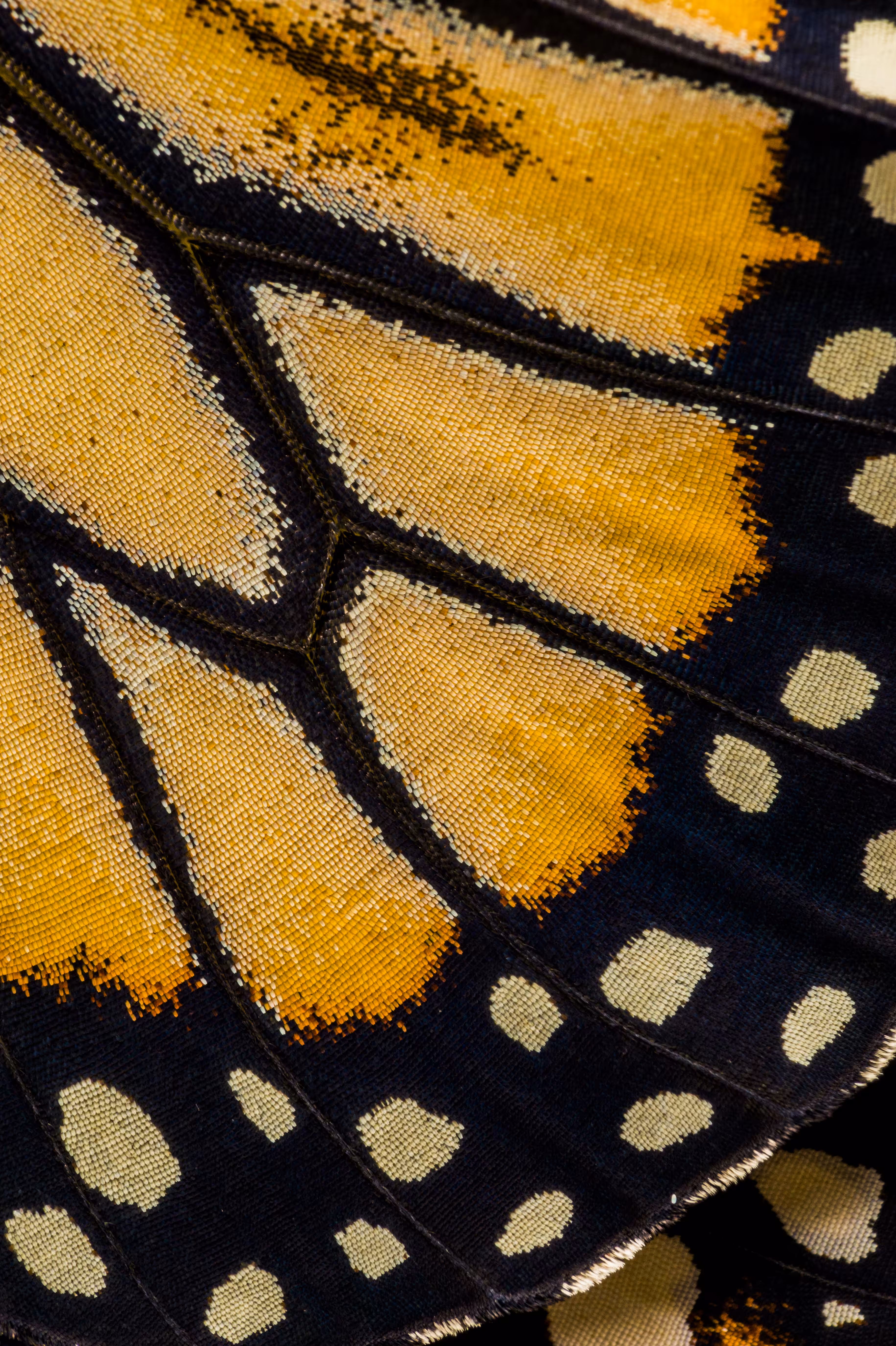 Birth of a Southern Monarch Butterfly V