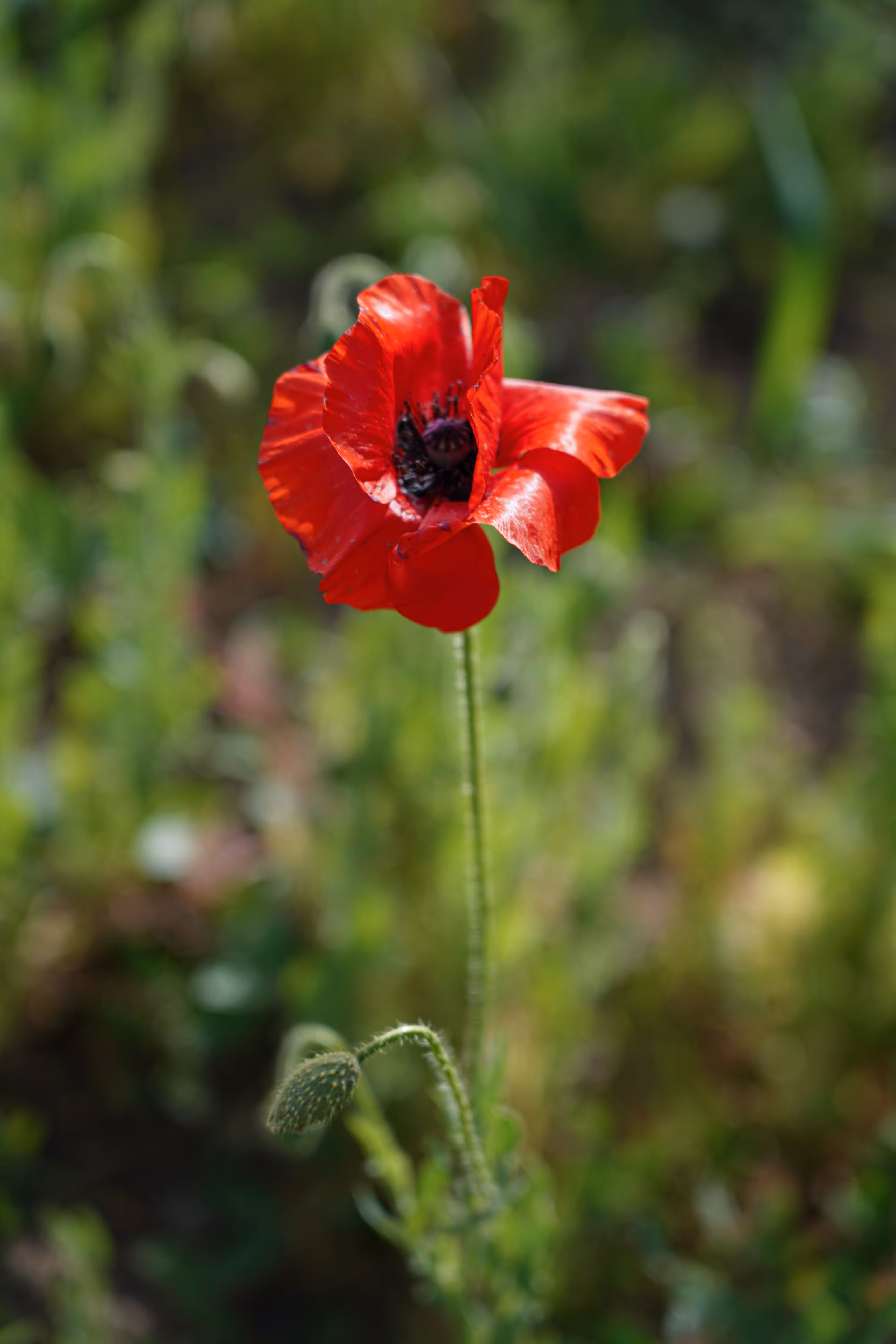 flowers: Anemone