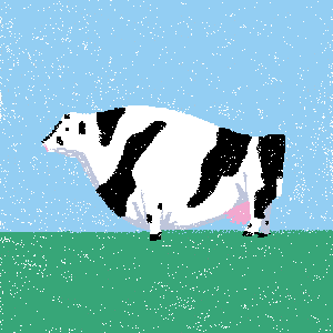 cow #12
