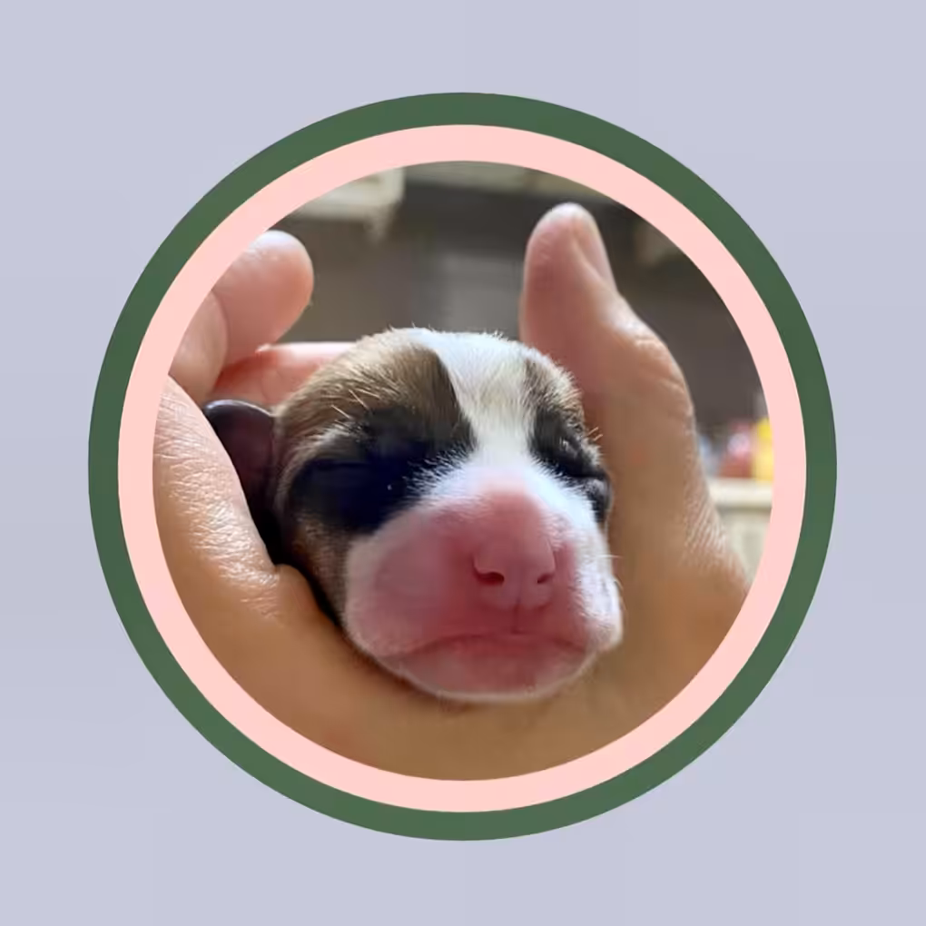 Cute muzzle 