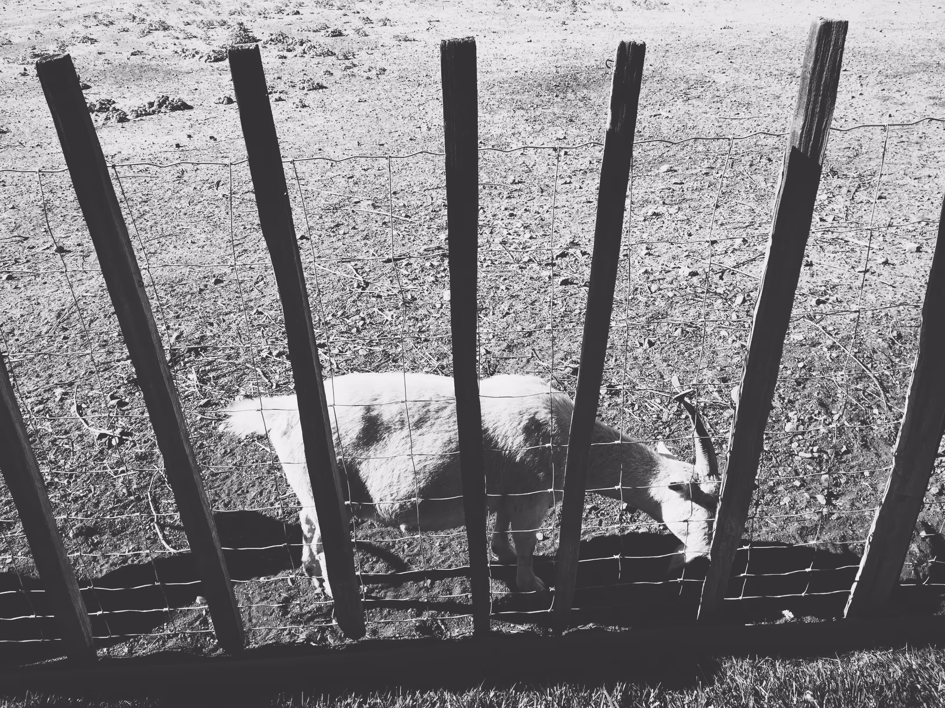Goat Part 2