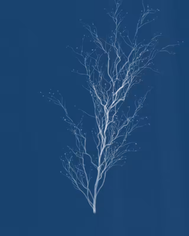 Cyanotypes #34