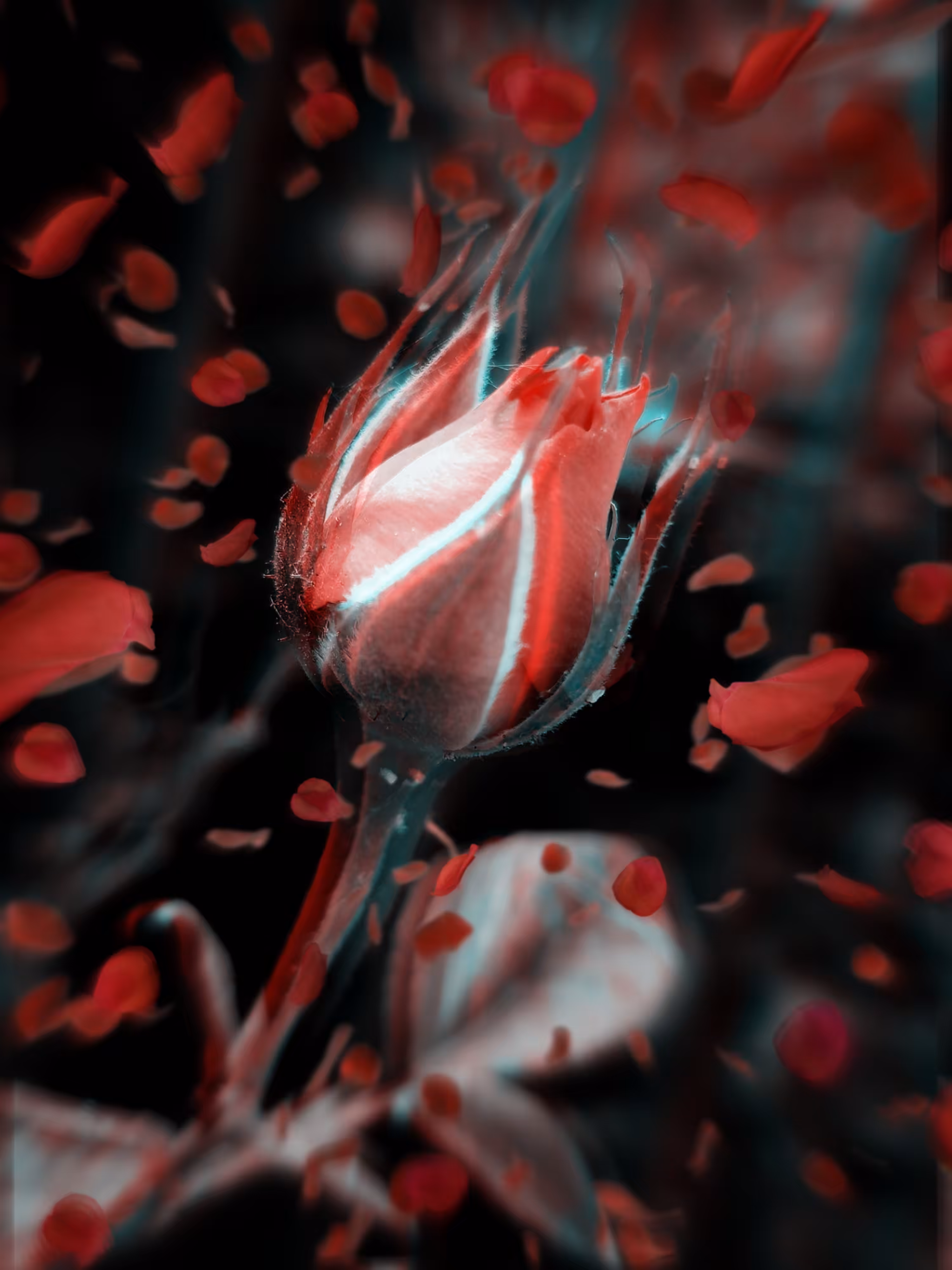 Wild Petals 