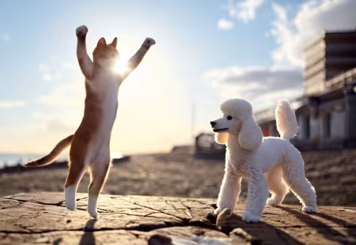  Happy cat & dog play
