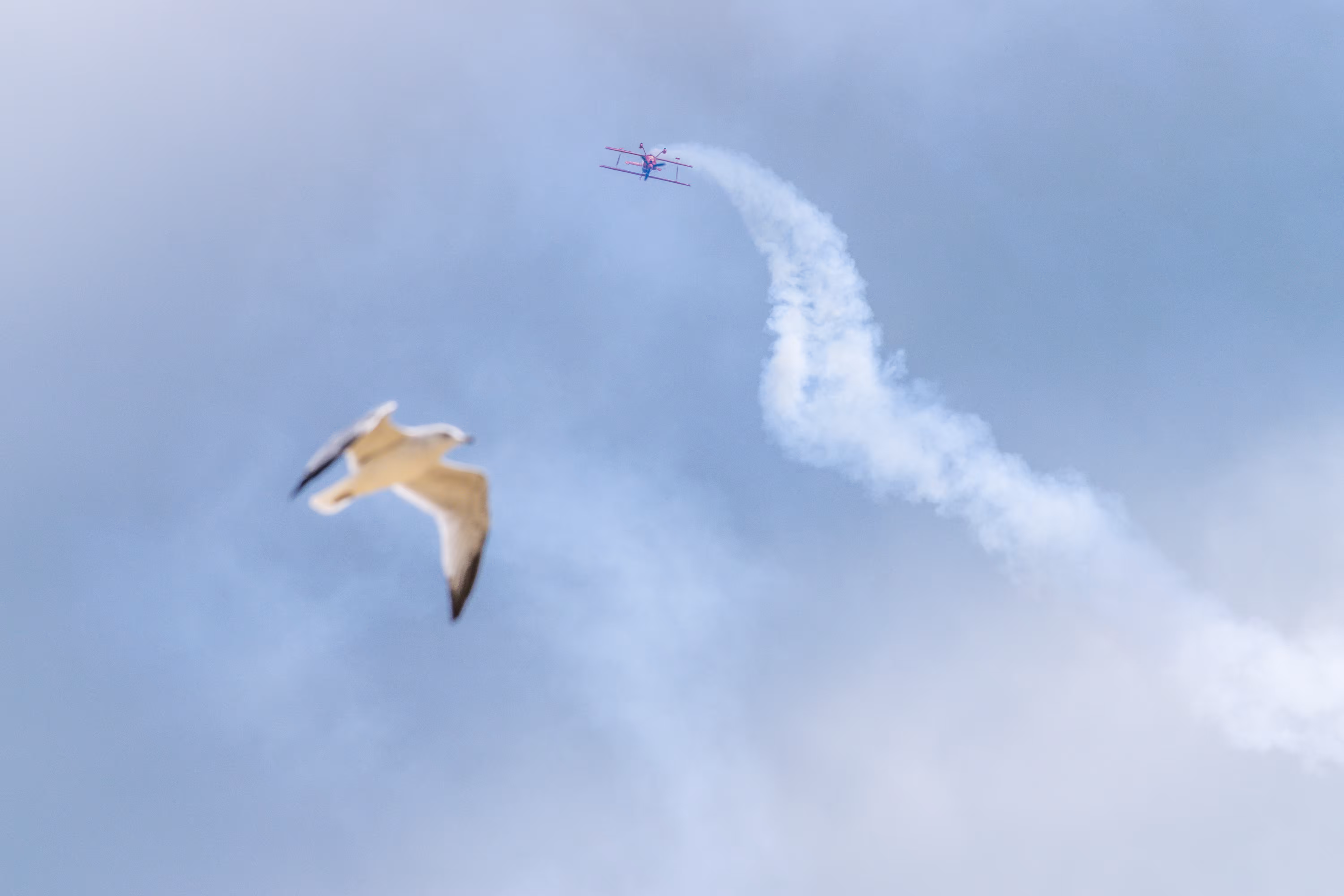 Wings