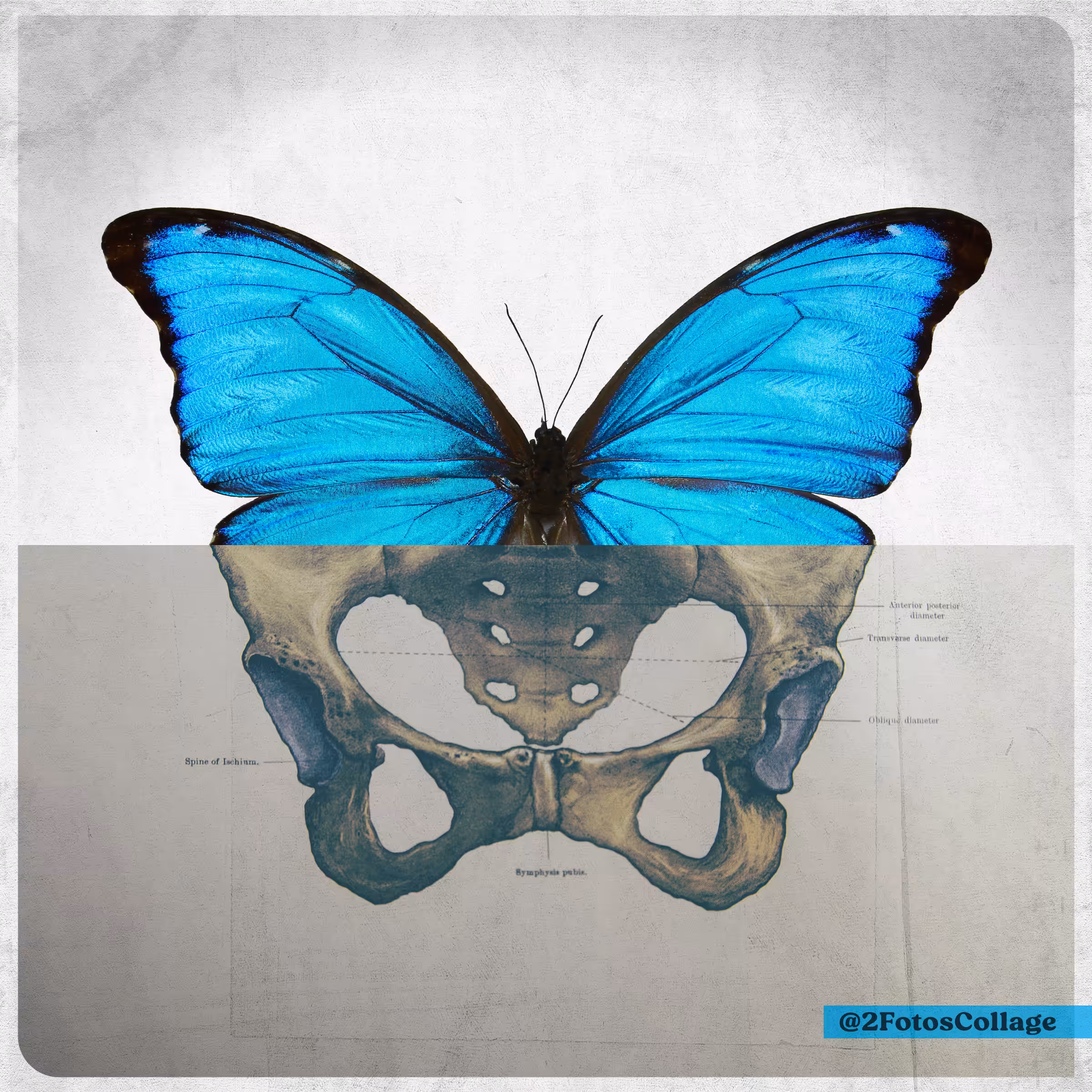 2FotosCollage Morpho Azul