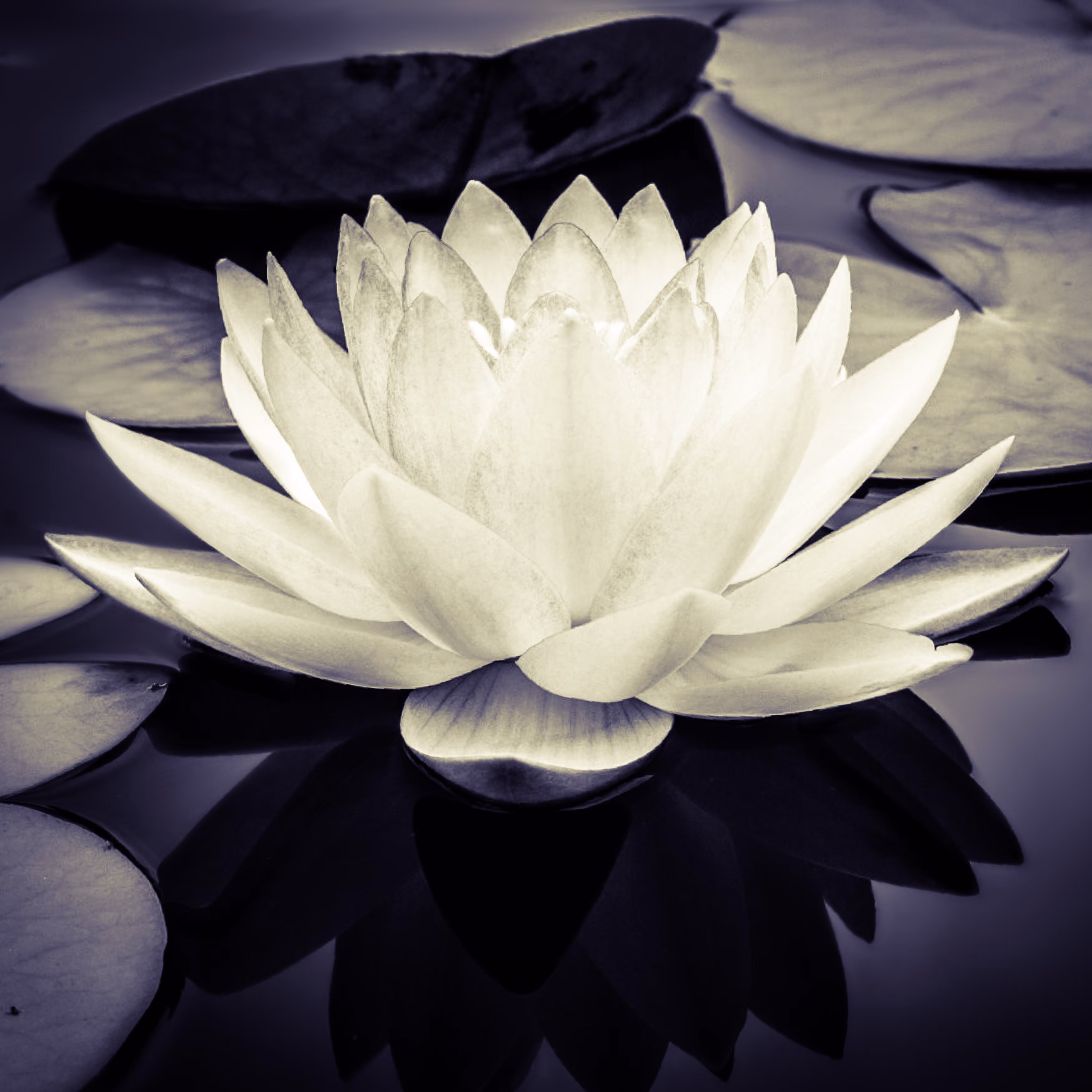 Lotus