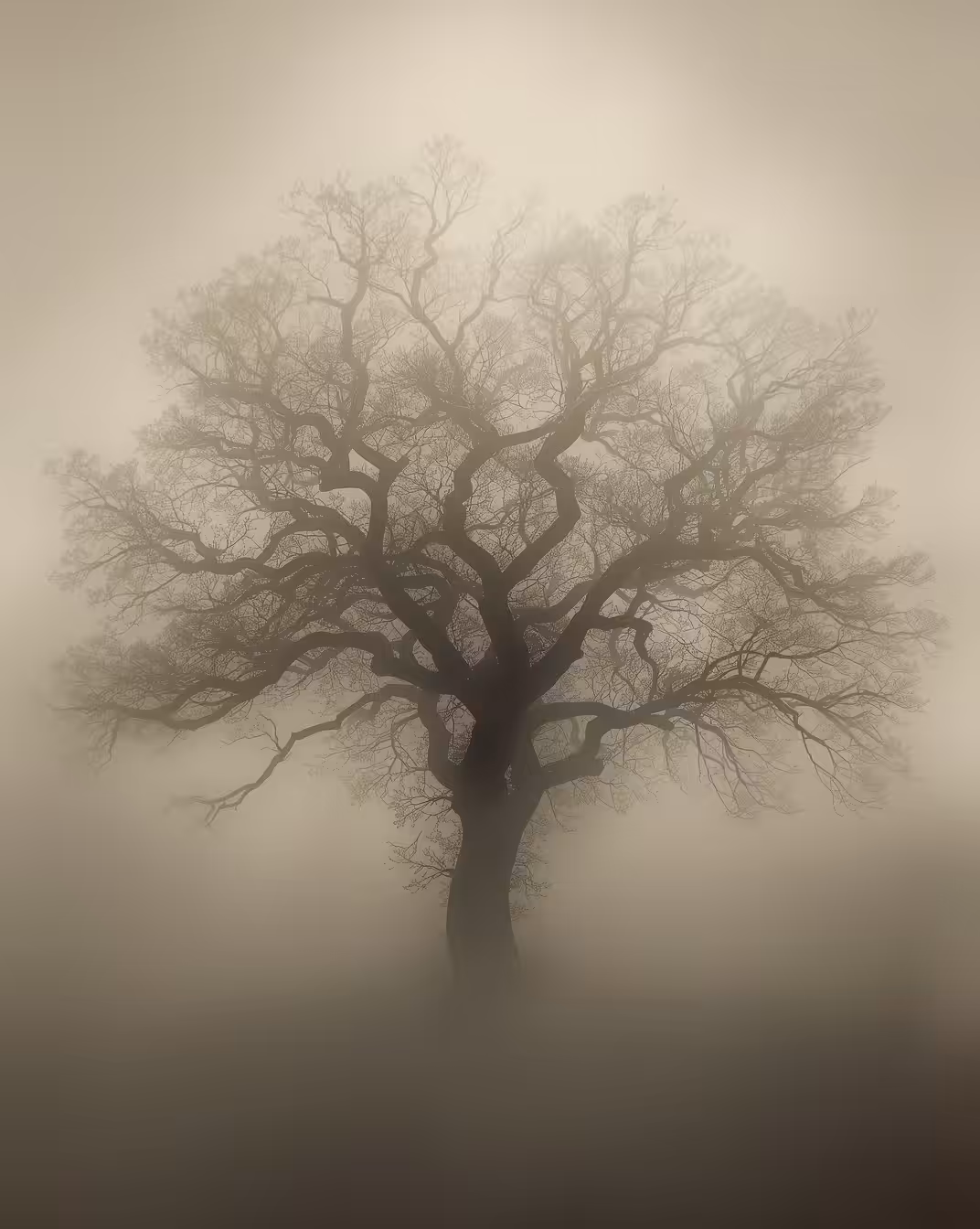 Misty Solitude