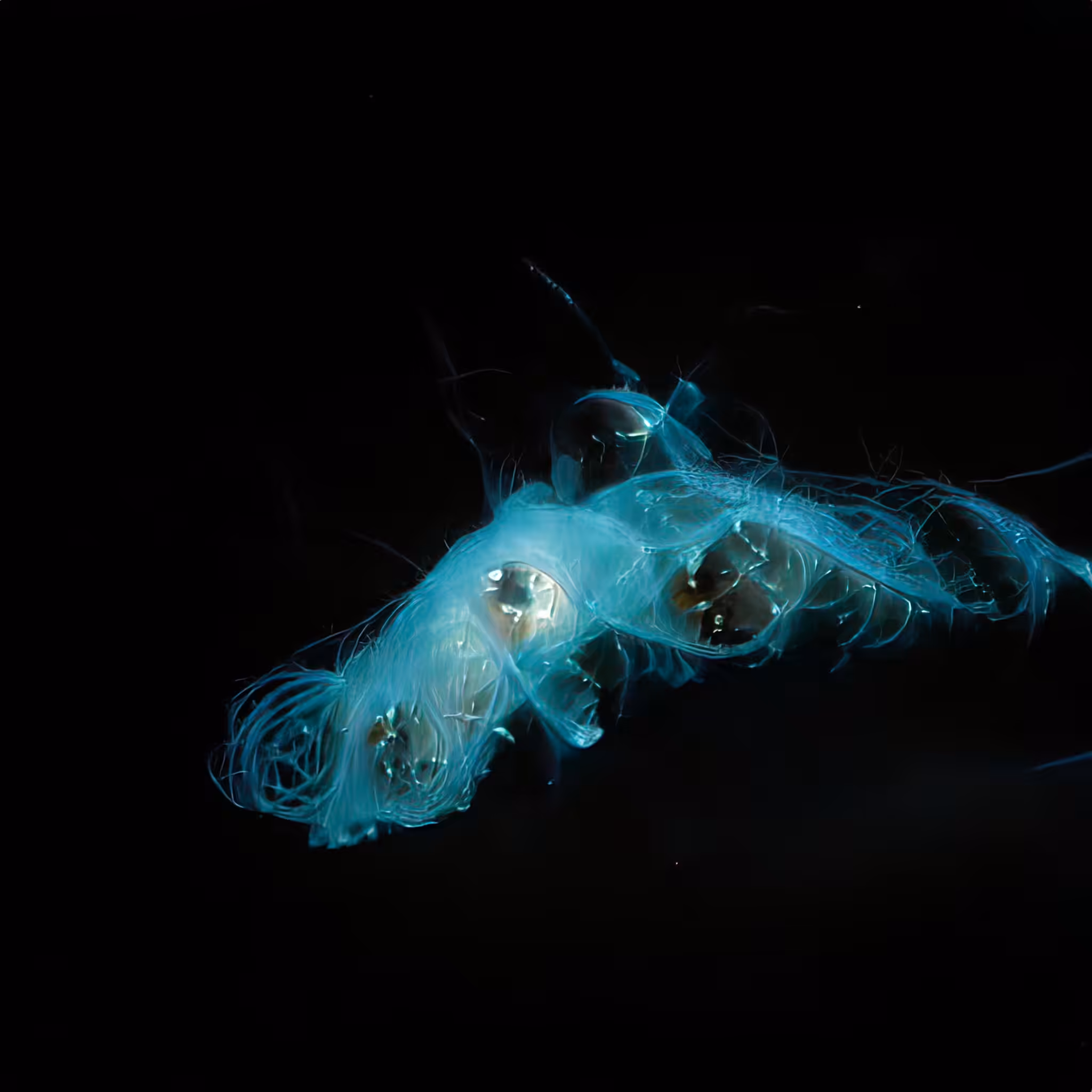 A Gelatinous Beginning 00021