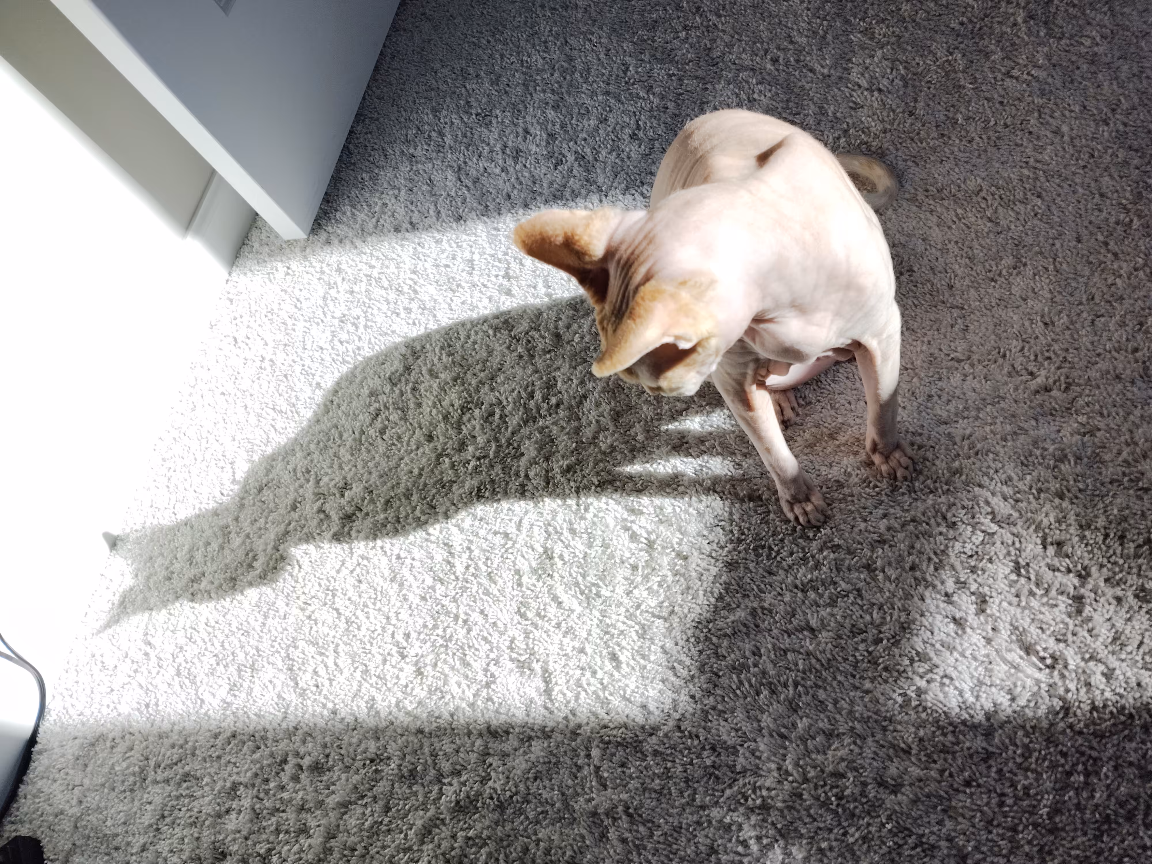 barnabas sees his shadow