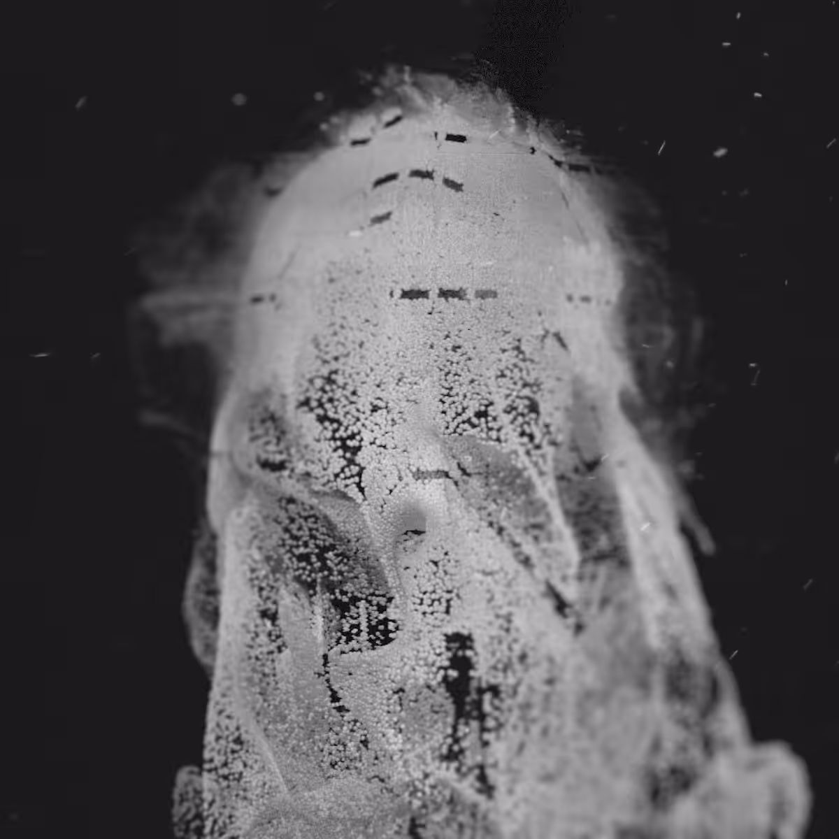 Melting Face 2021