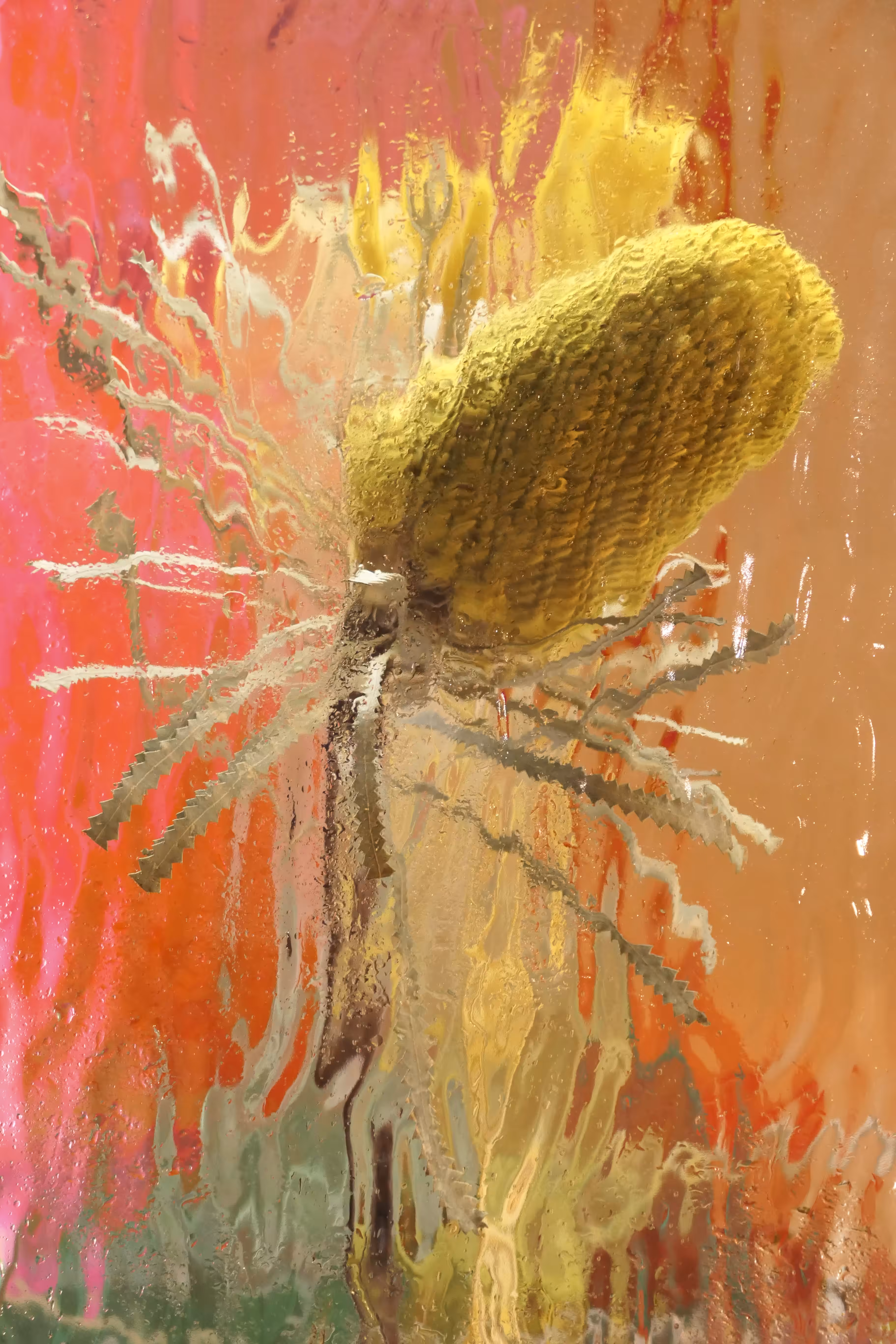 Banksia