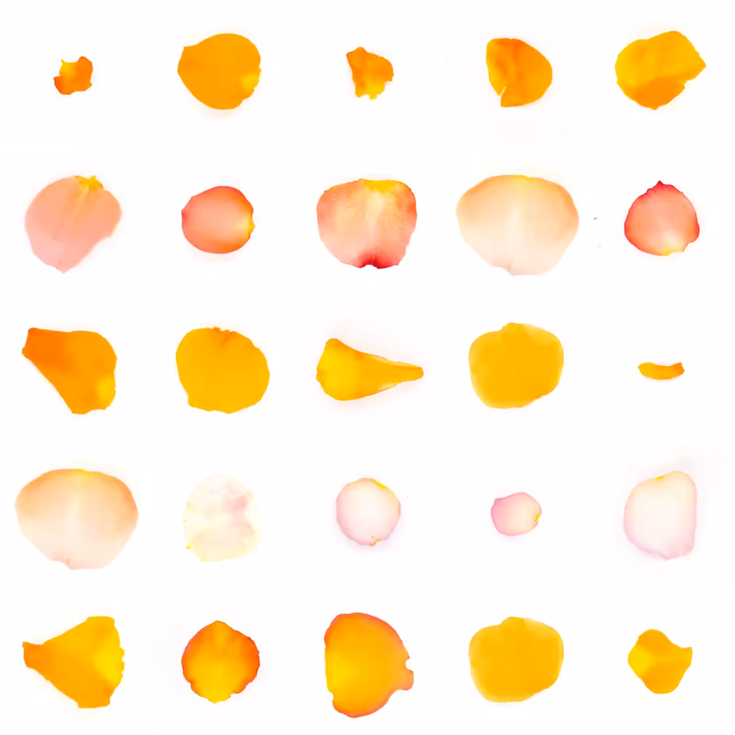 Infinite Petals 5x5#20019