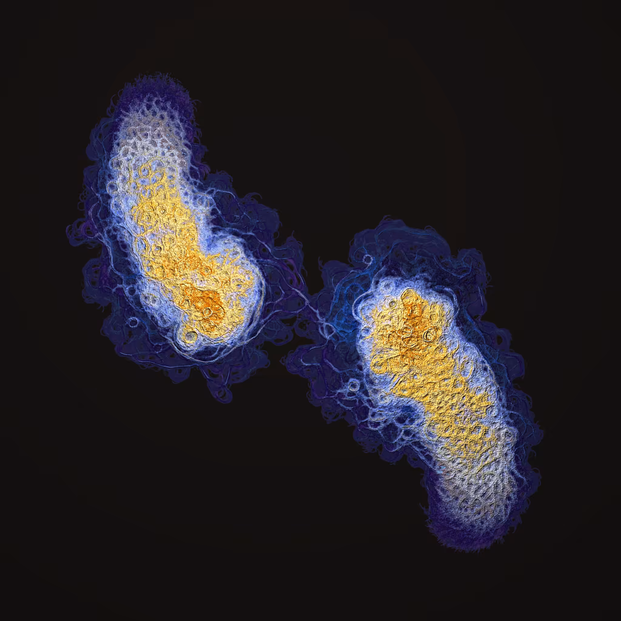 coalescence #190