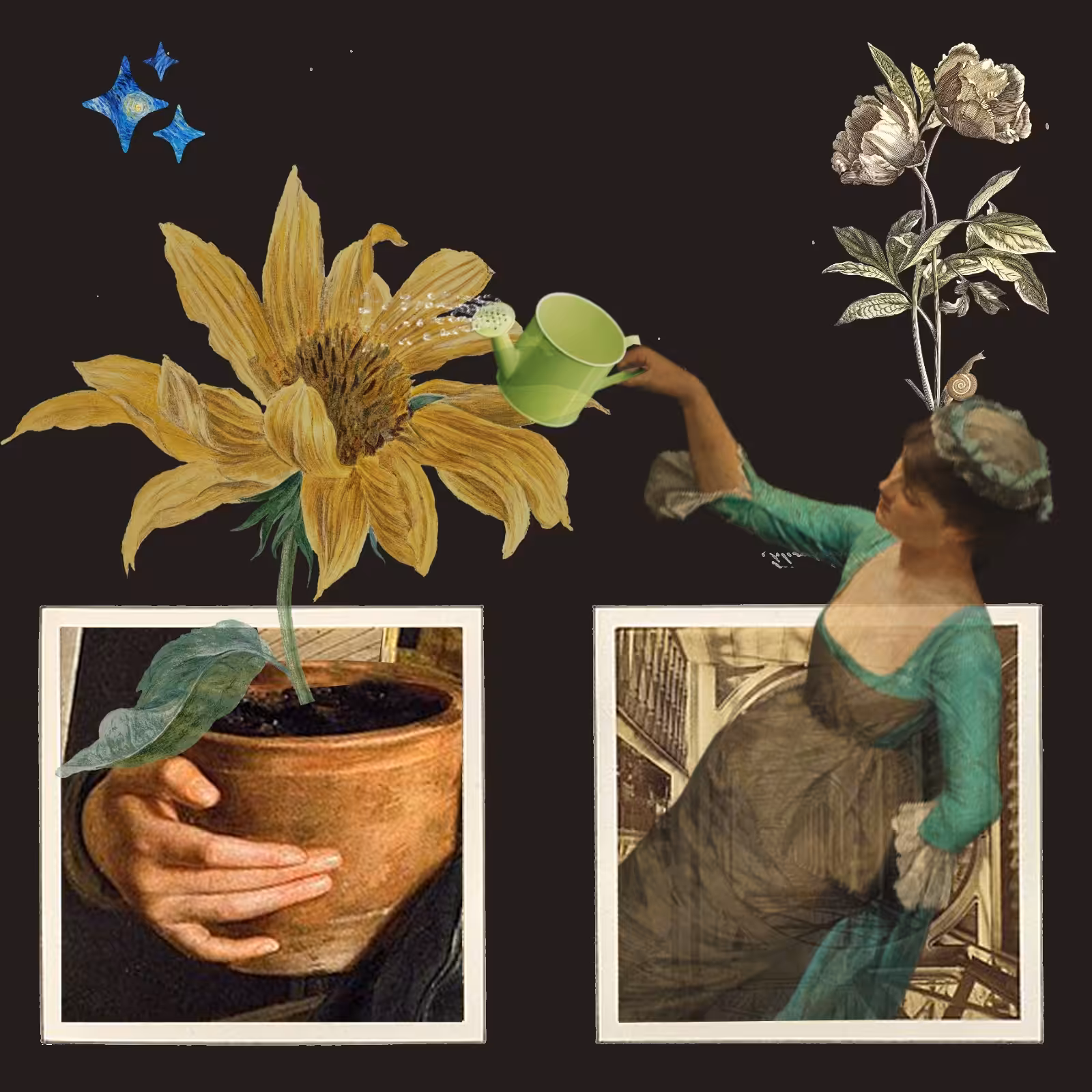 Sonflower