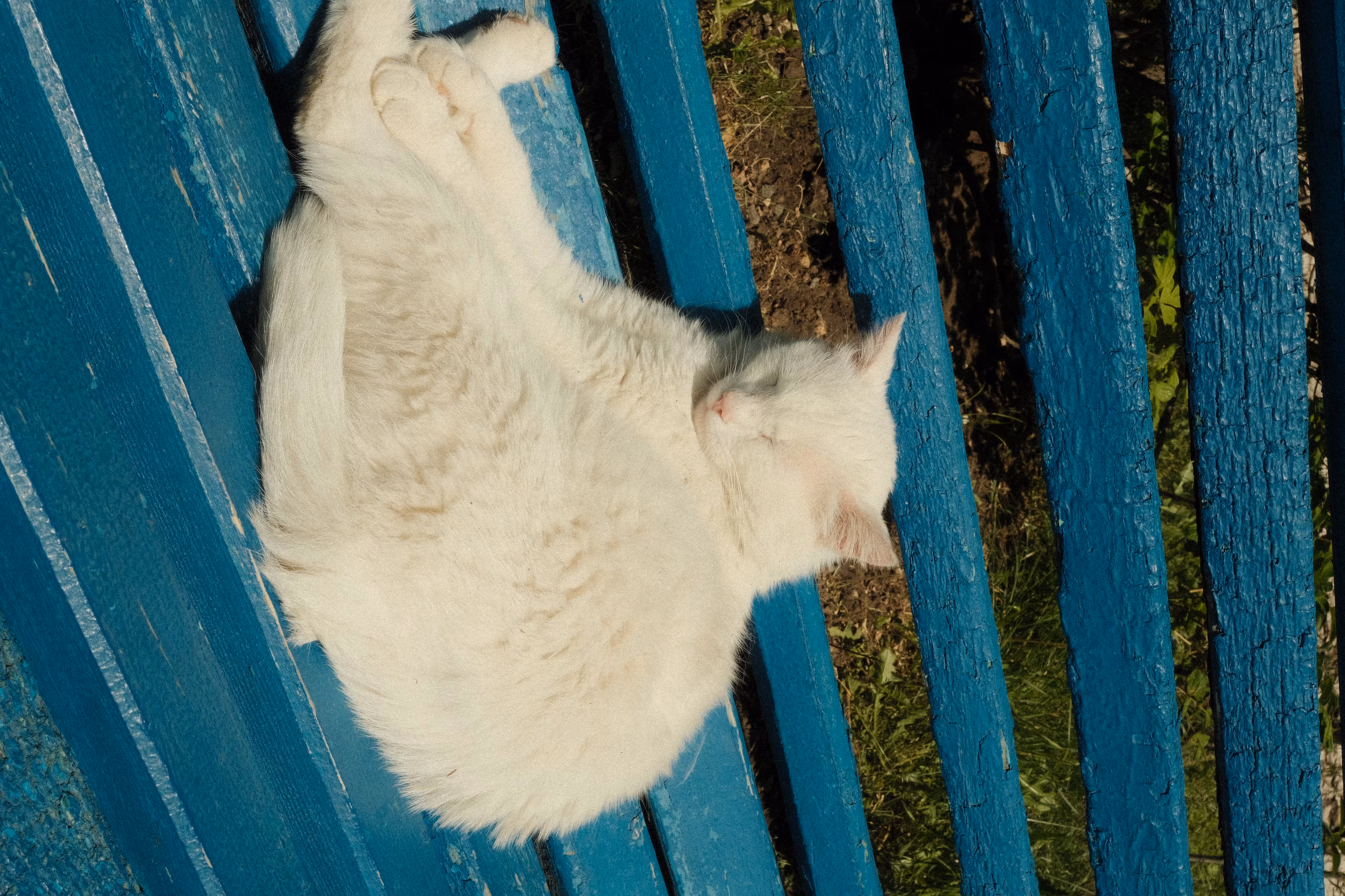 Cat's dream