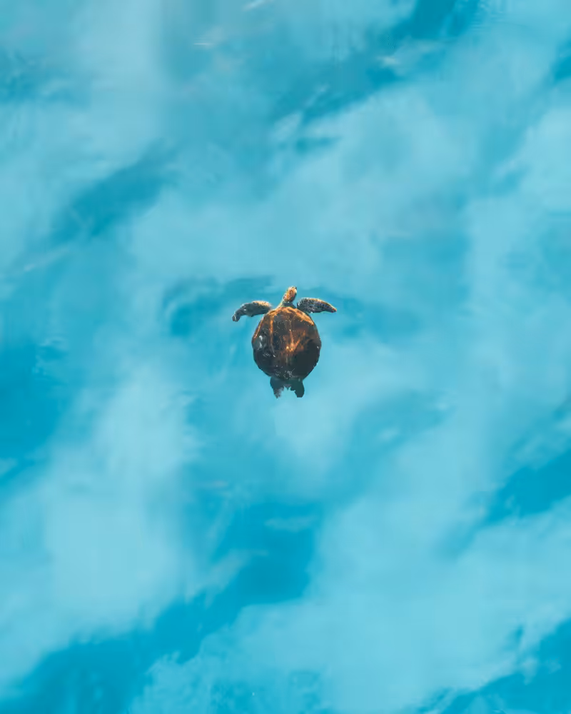 Cruising Turtle