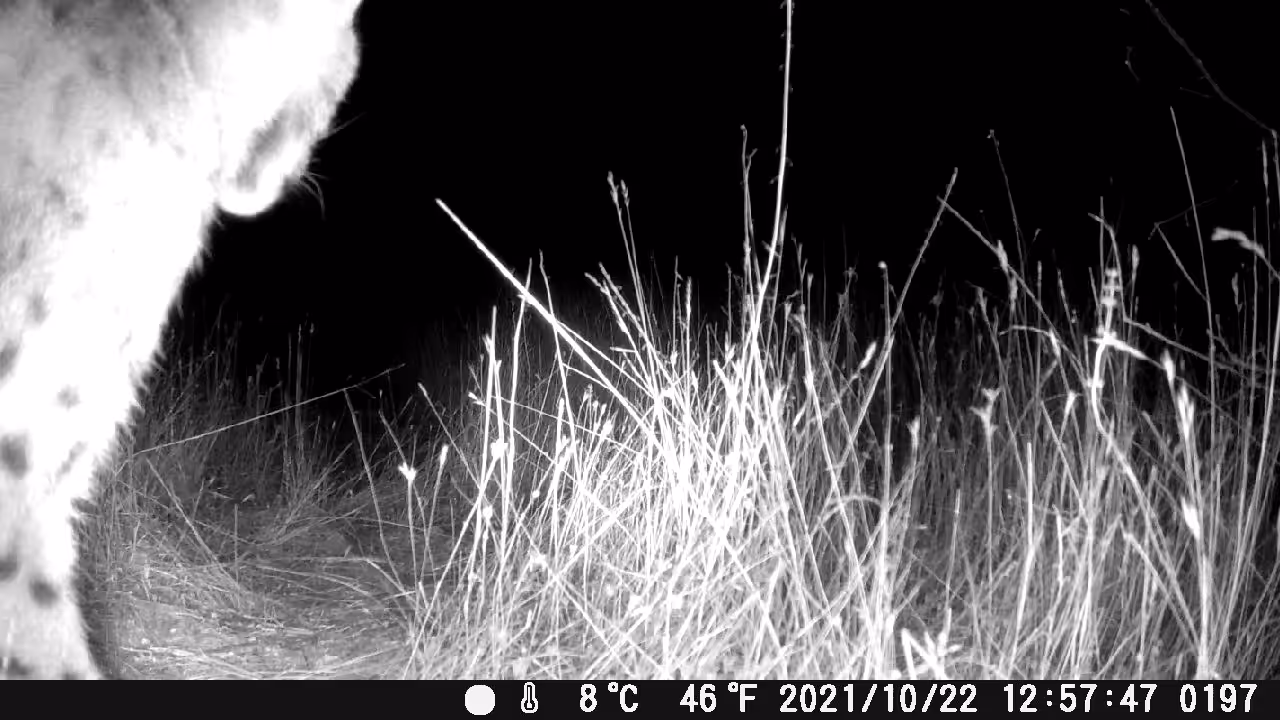 BOBCAT KITTEN CHASING ITS MUM